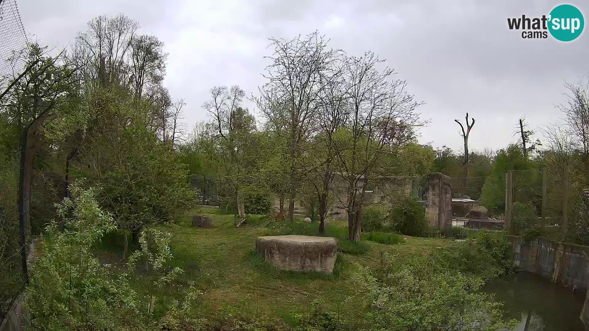 Zoo Zagreb – Lavovi