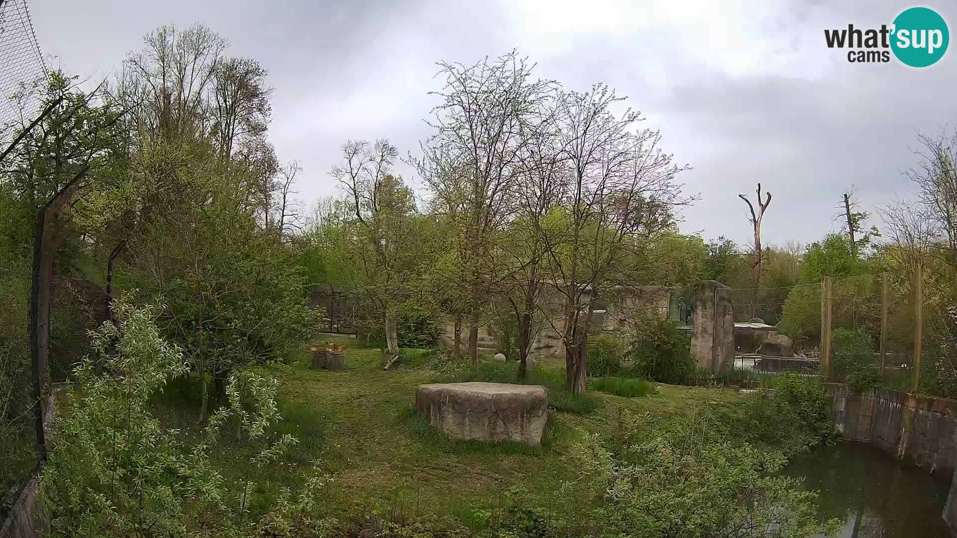 Zoo Zagreb – Lavovi