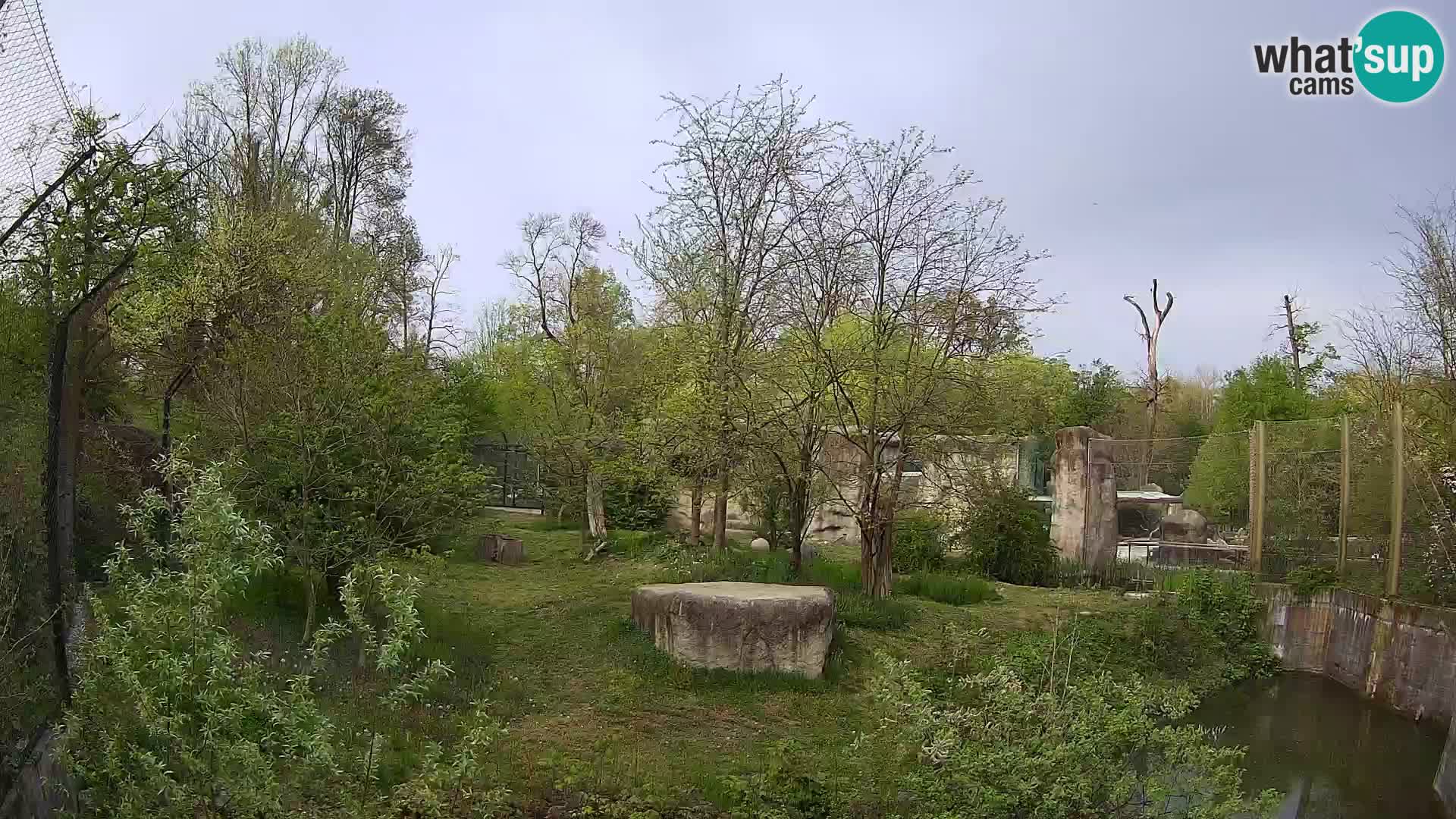 Zoo Zagreb – Lavovi