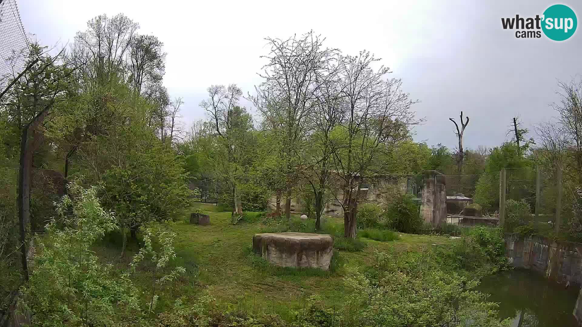 Zoo Zagreb – Lavovi