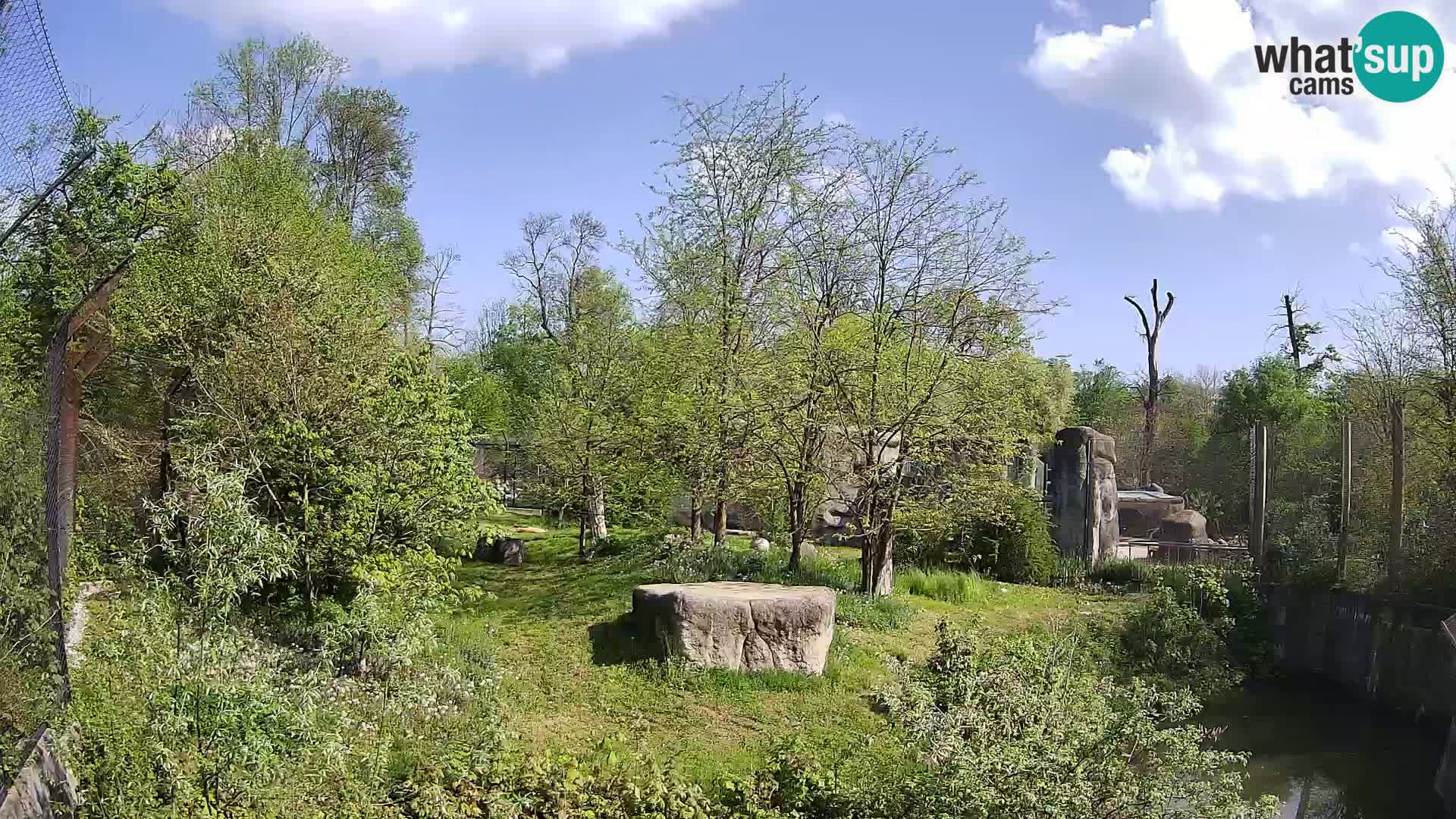 Spletna kamera Zoo Zagreb – Levi