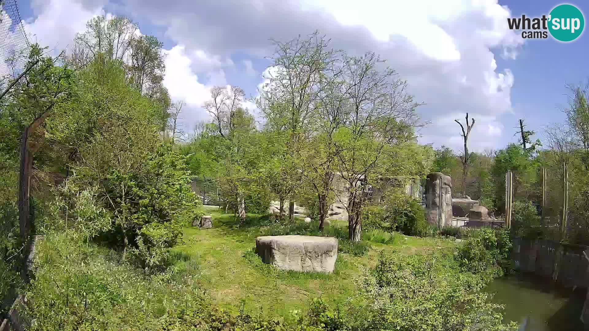 Spletna kamera Zoo Zagreb – Levi