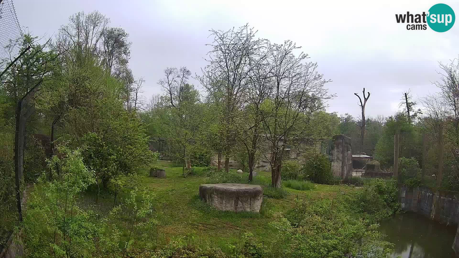 Zoo Zagreb – Löwen