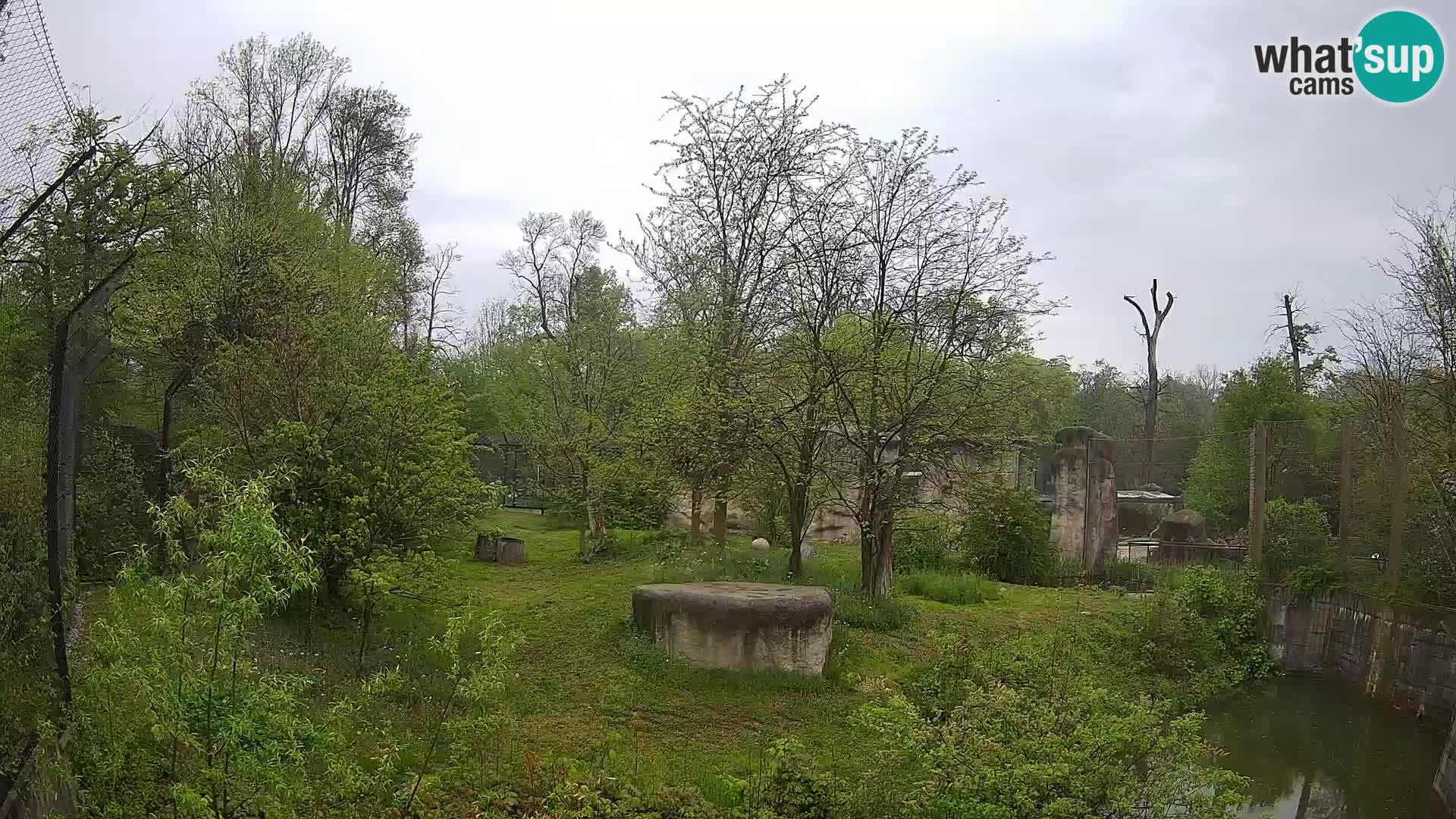 Zoo Zagreb – Lavovi