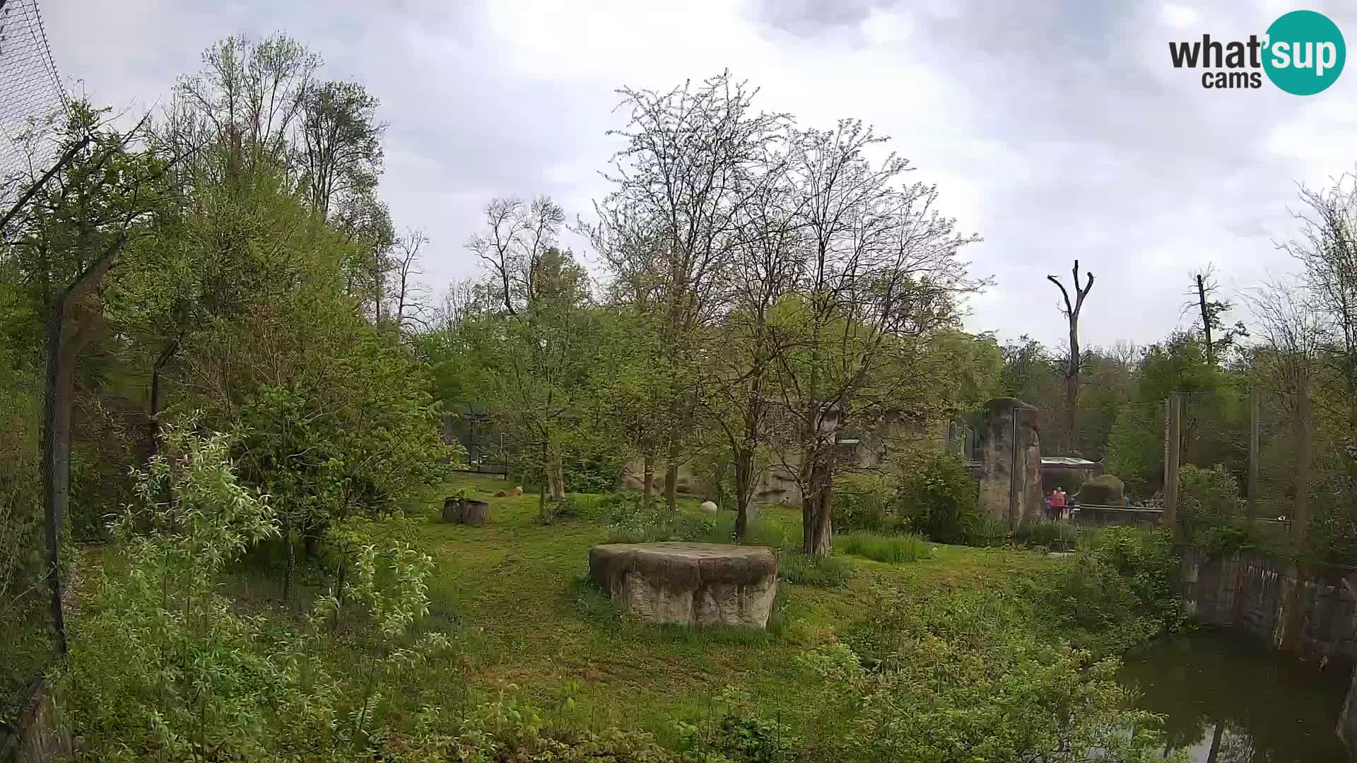 Zoo Zagreb – Löwen