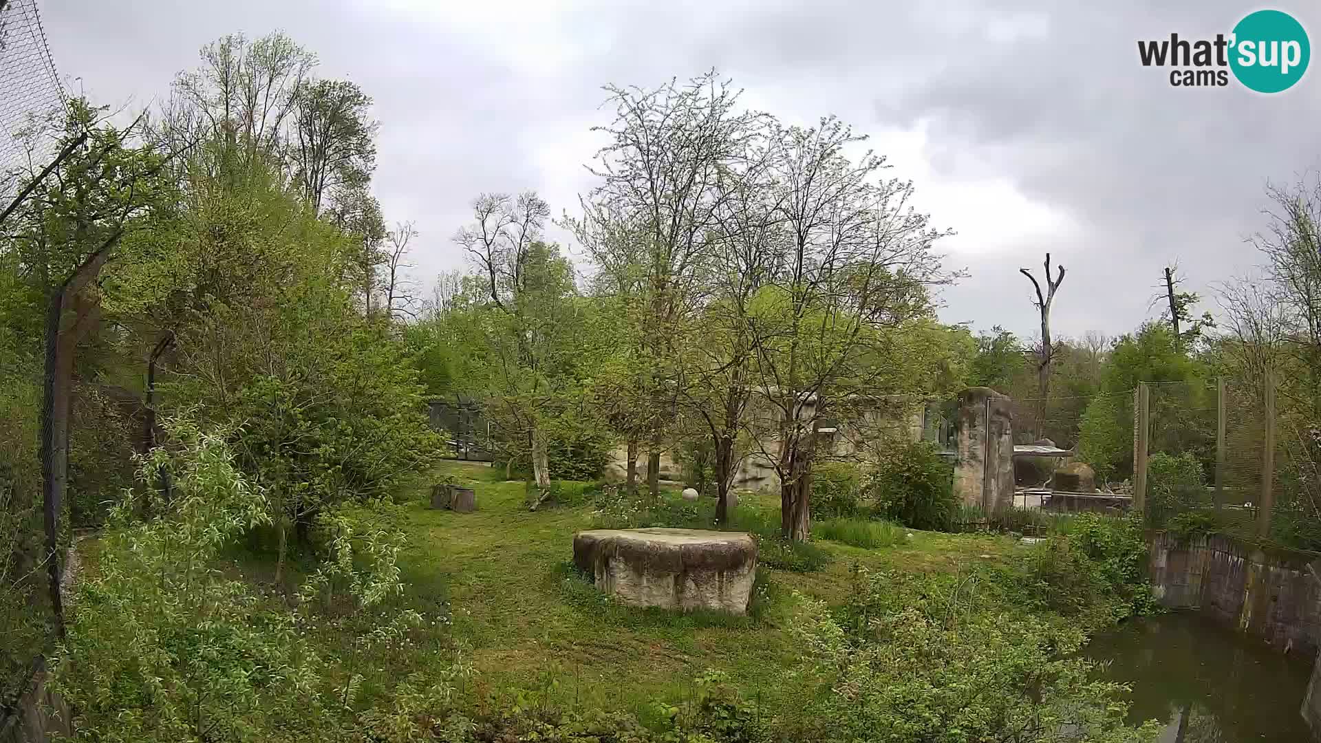 Zoo Zagreb – Lavovi