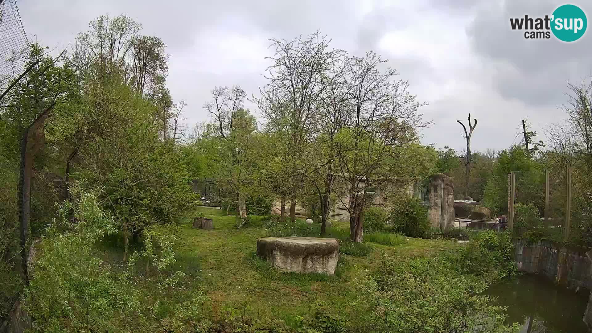 Spletna kamera Zoo Zagreb – Levi