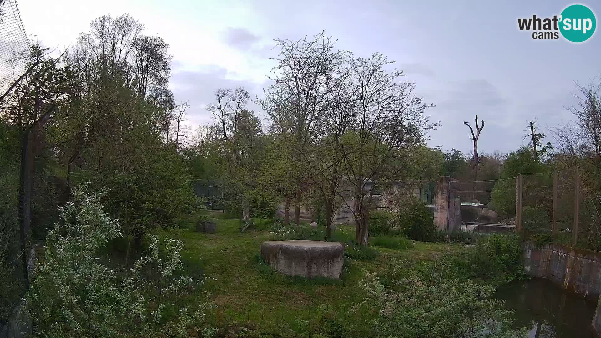 Zoo Zagreb – Lavovi