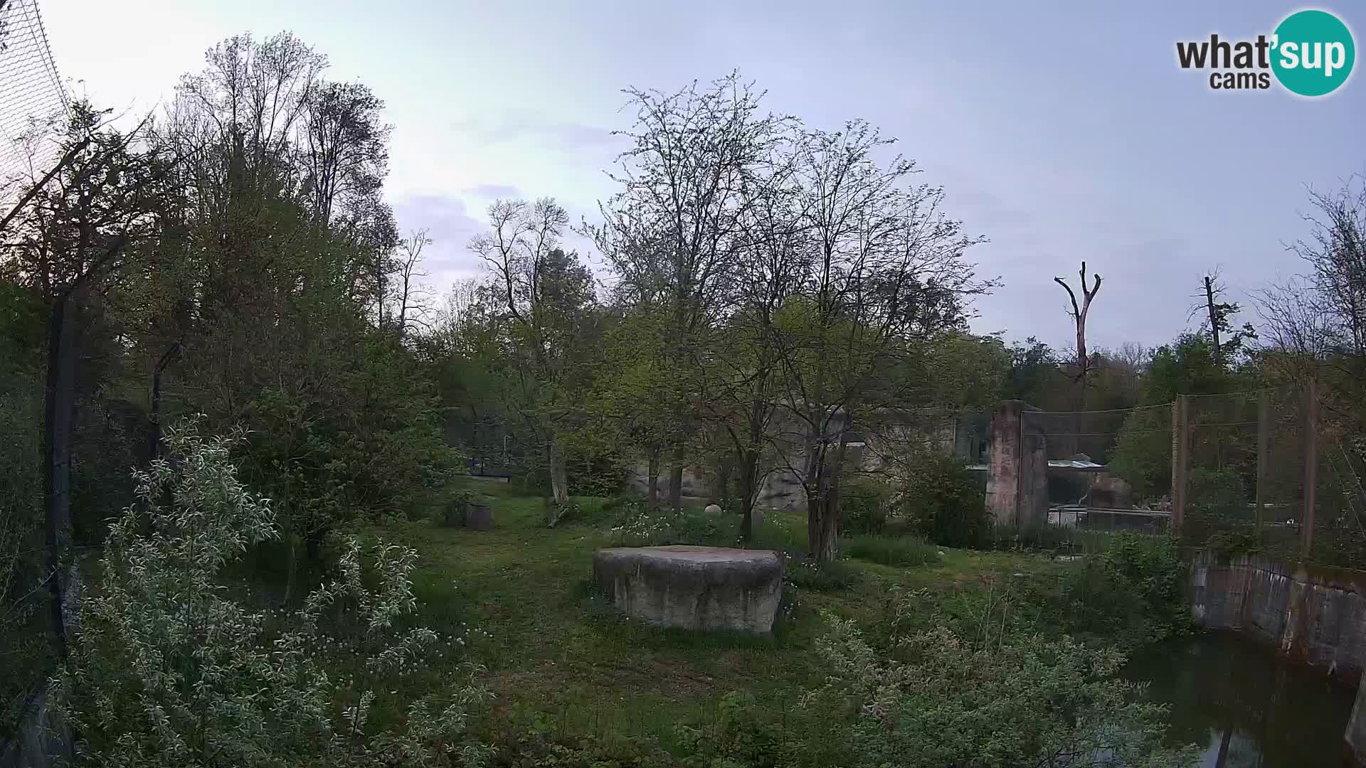 Zoo Zagreb – Löwen