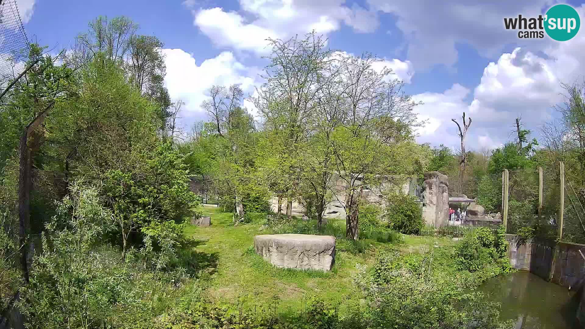 Zoo Zagreb – Löwen