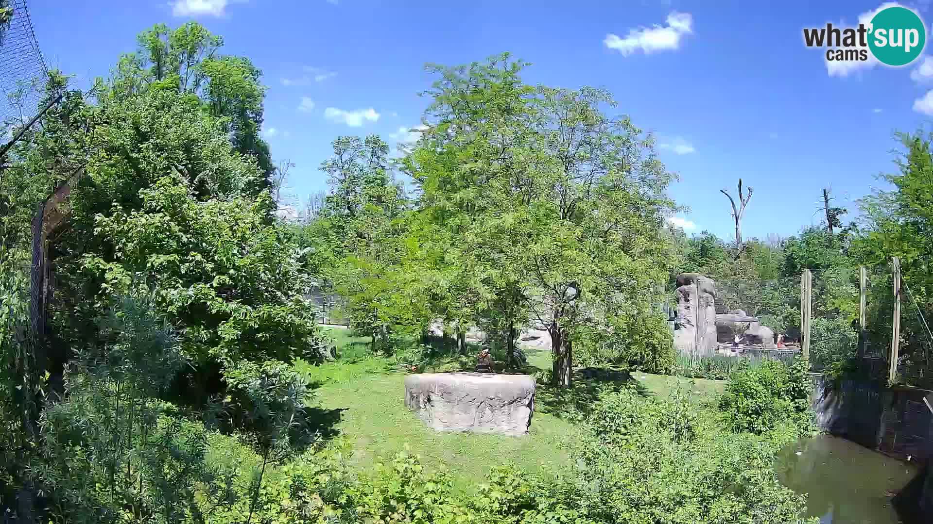 Zoo Zagreb – Leones