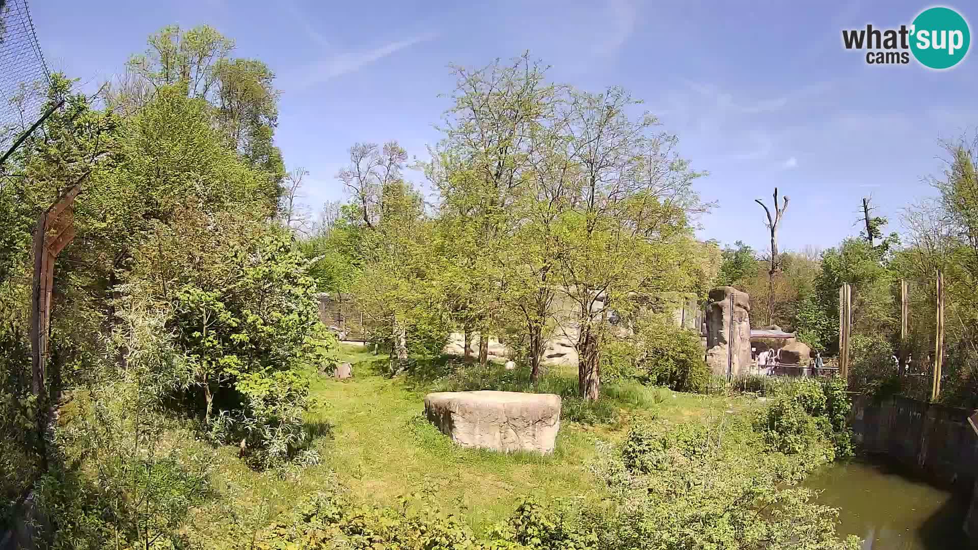 Zoo Zagreb – Lavovi