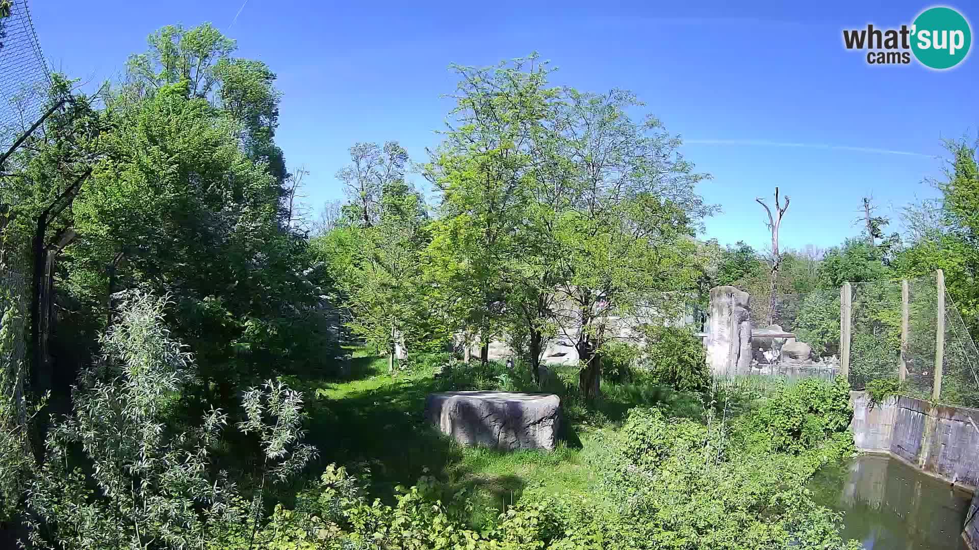 Zoo Zagreb – Lavovi