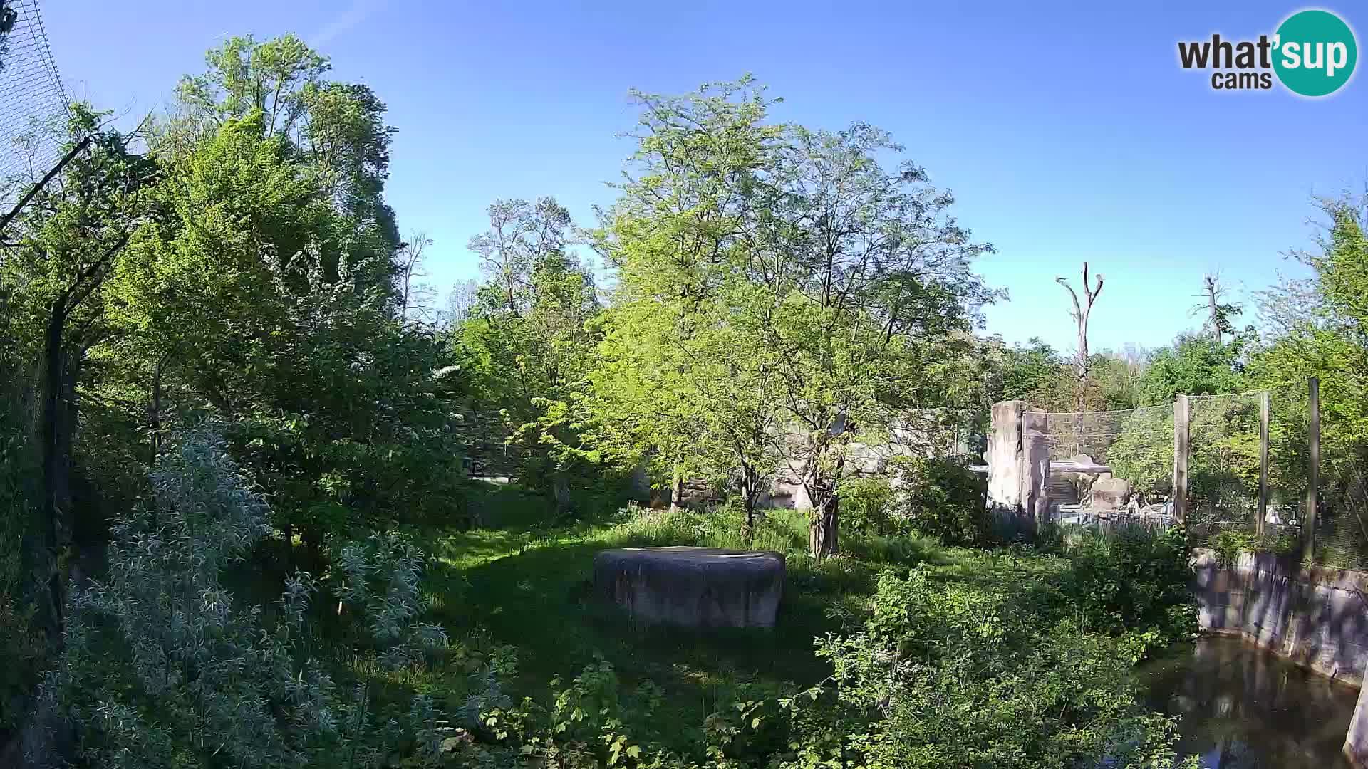 Zoo Zagreb – Lavovi