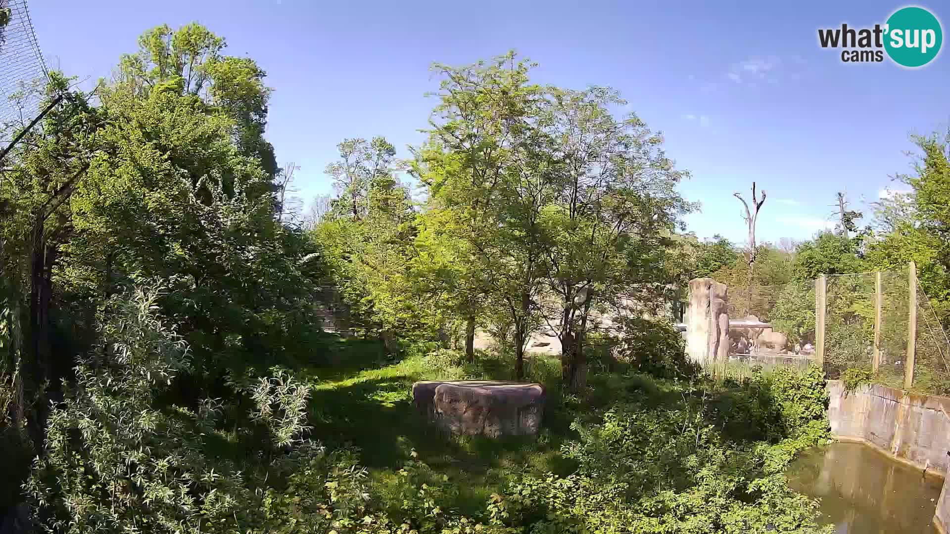 Zoo Zagreb – Leones