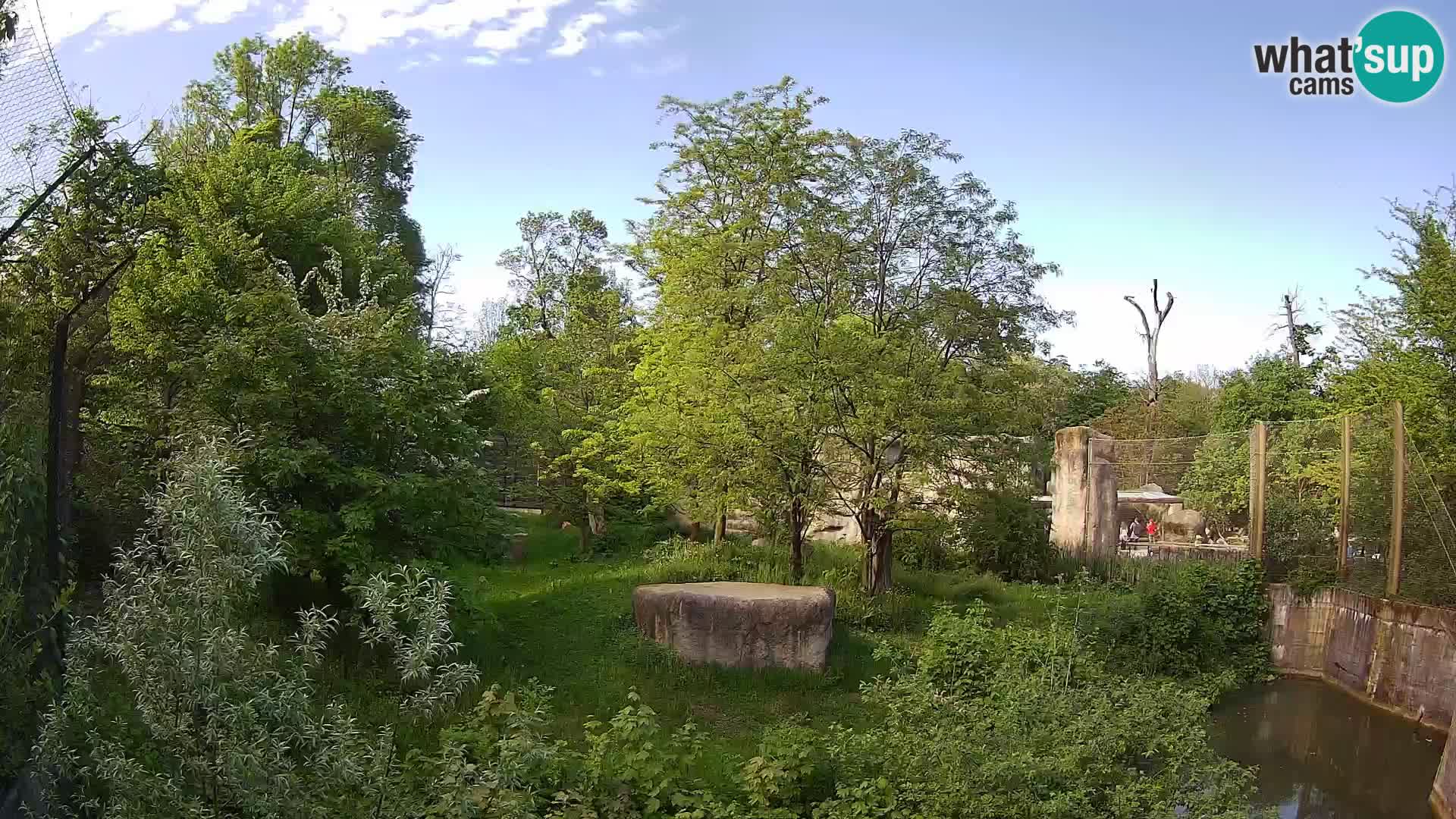 Zoo Zagreb – Lavovi