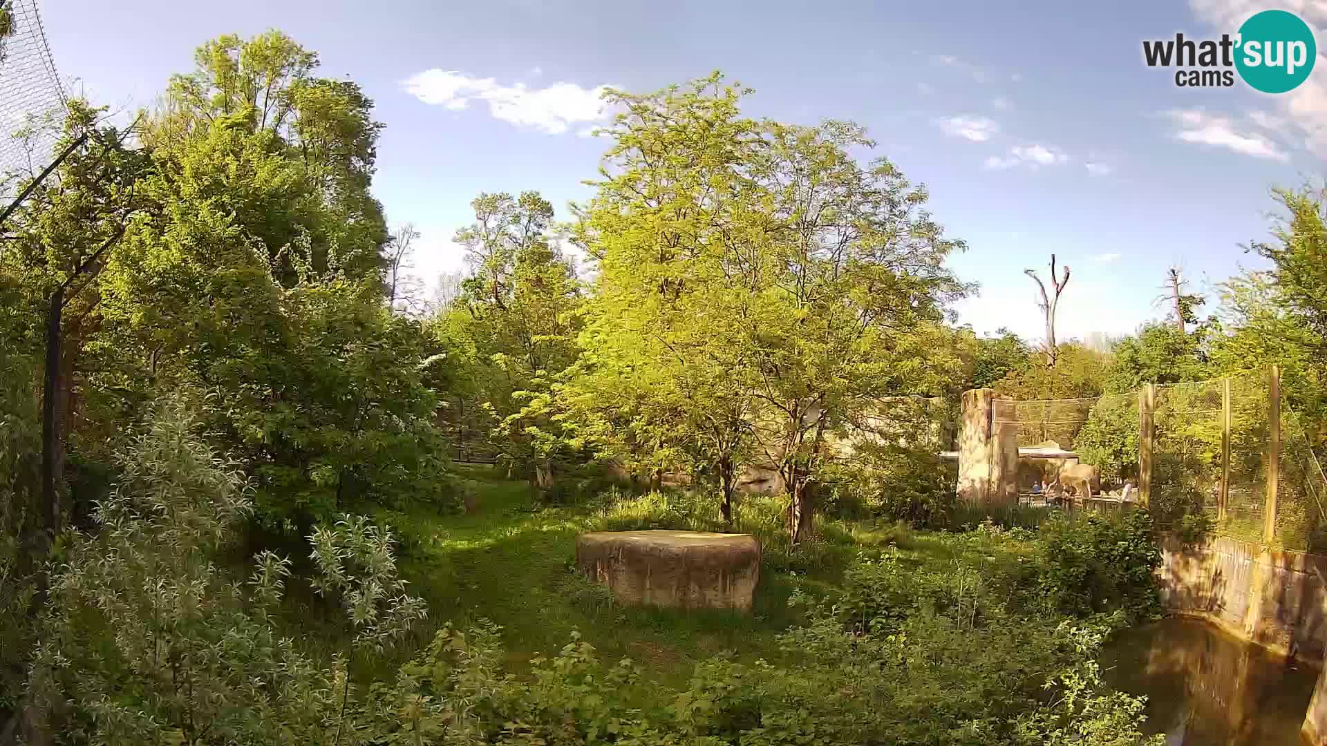 Zoo Zagreb – Leones