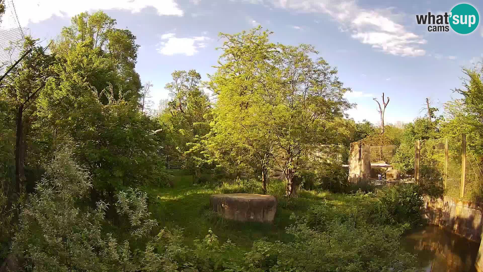 Zoo Zagreb – Lavovi