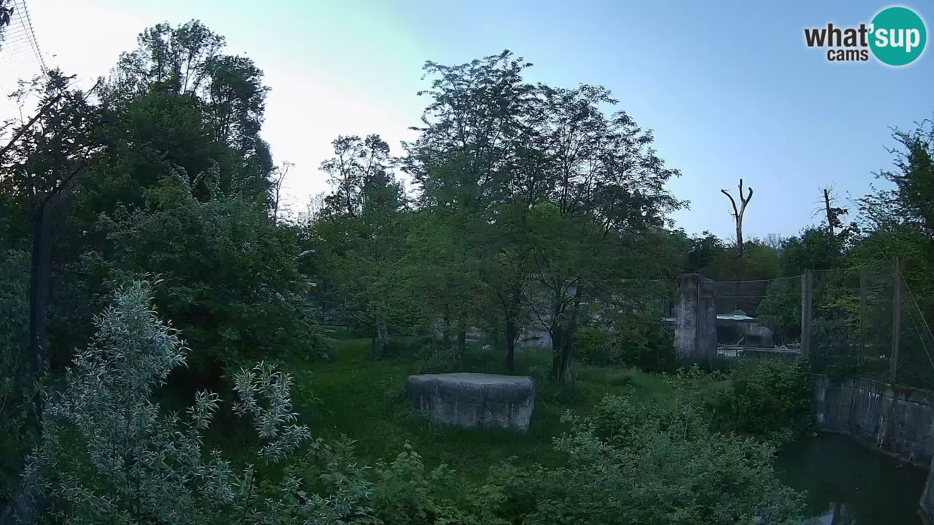 Zoo Zagreb – Lavovi