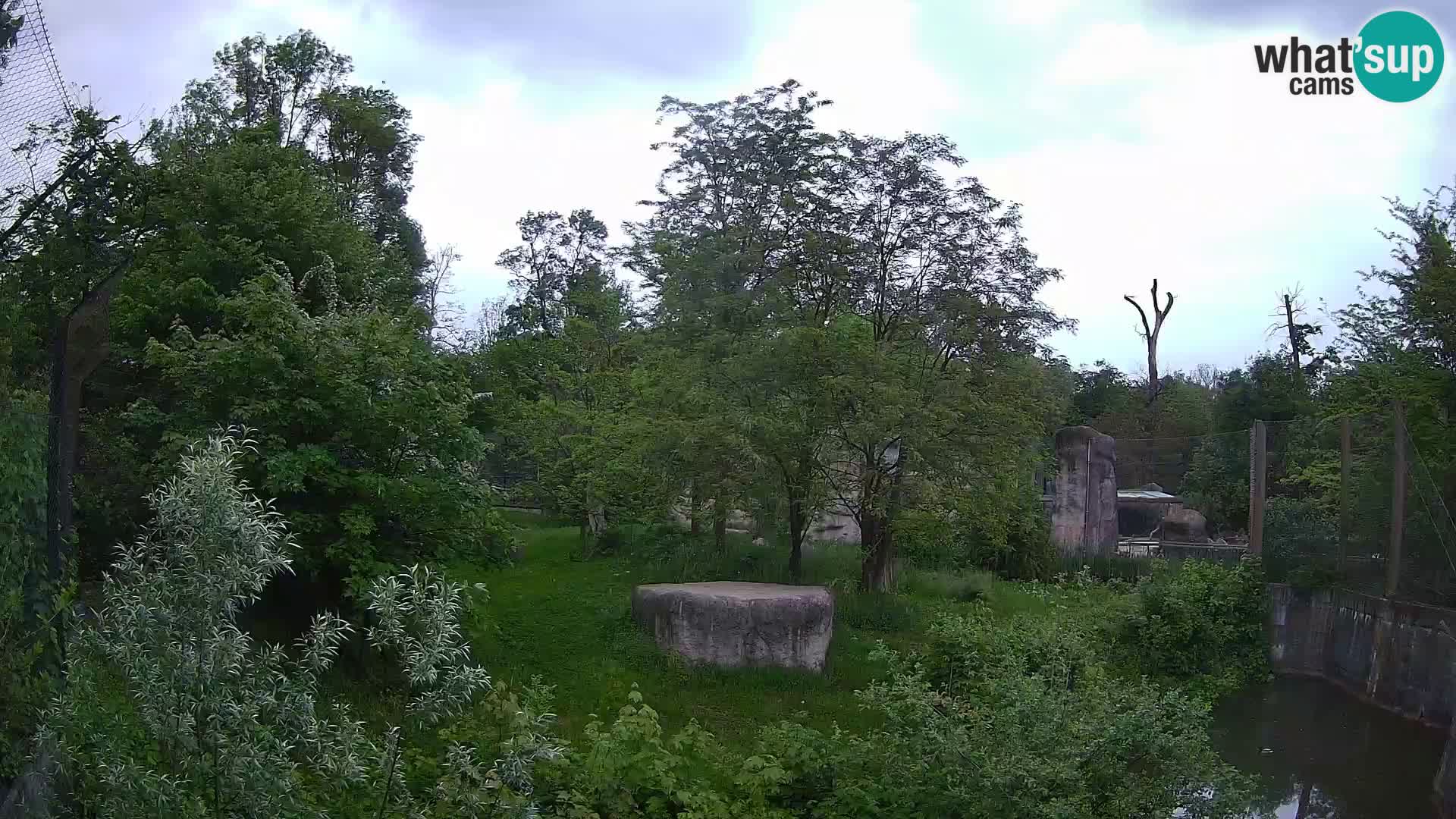 Spletna kamera Zoo Zagreb – Levi