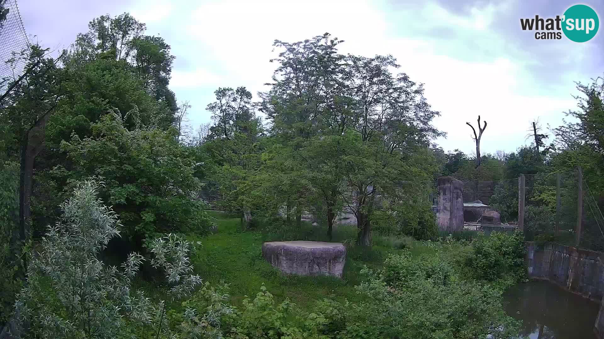 Zoo Zagreb – Leones