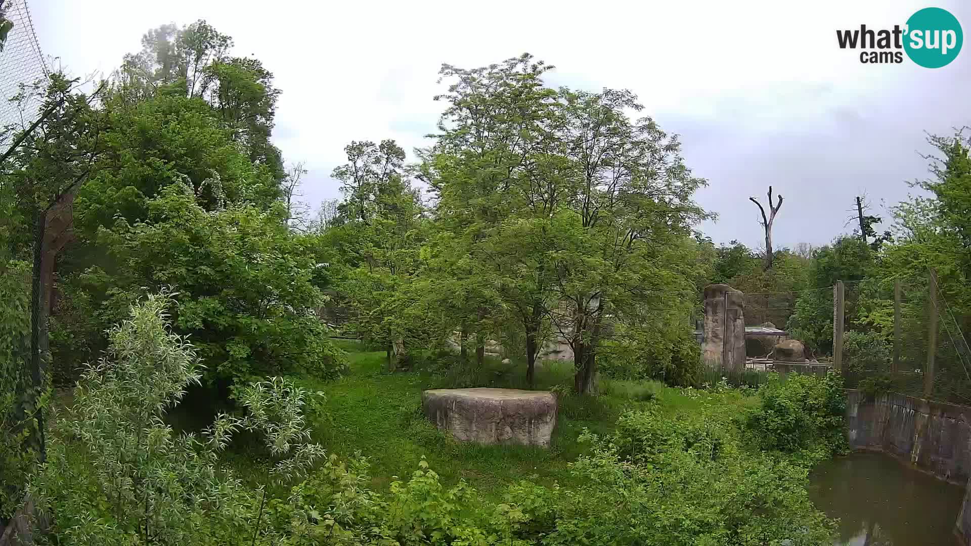 Spletna kamera Zoo Zagreb – Levi