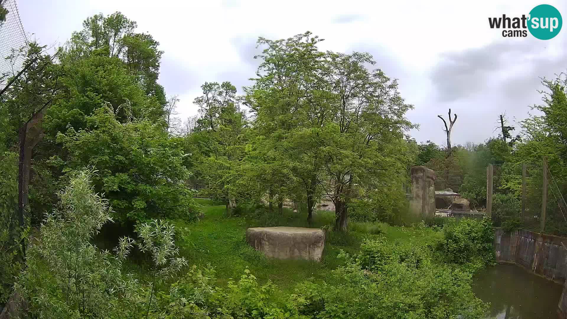 Zoo Zagreb – Leones