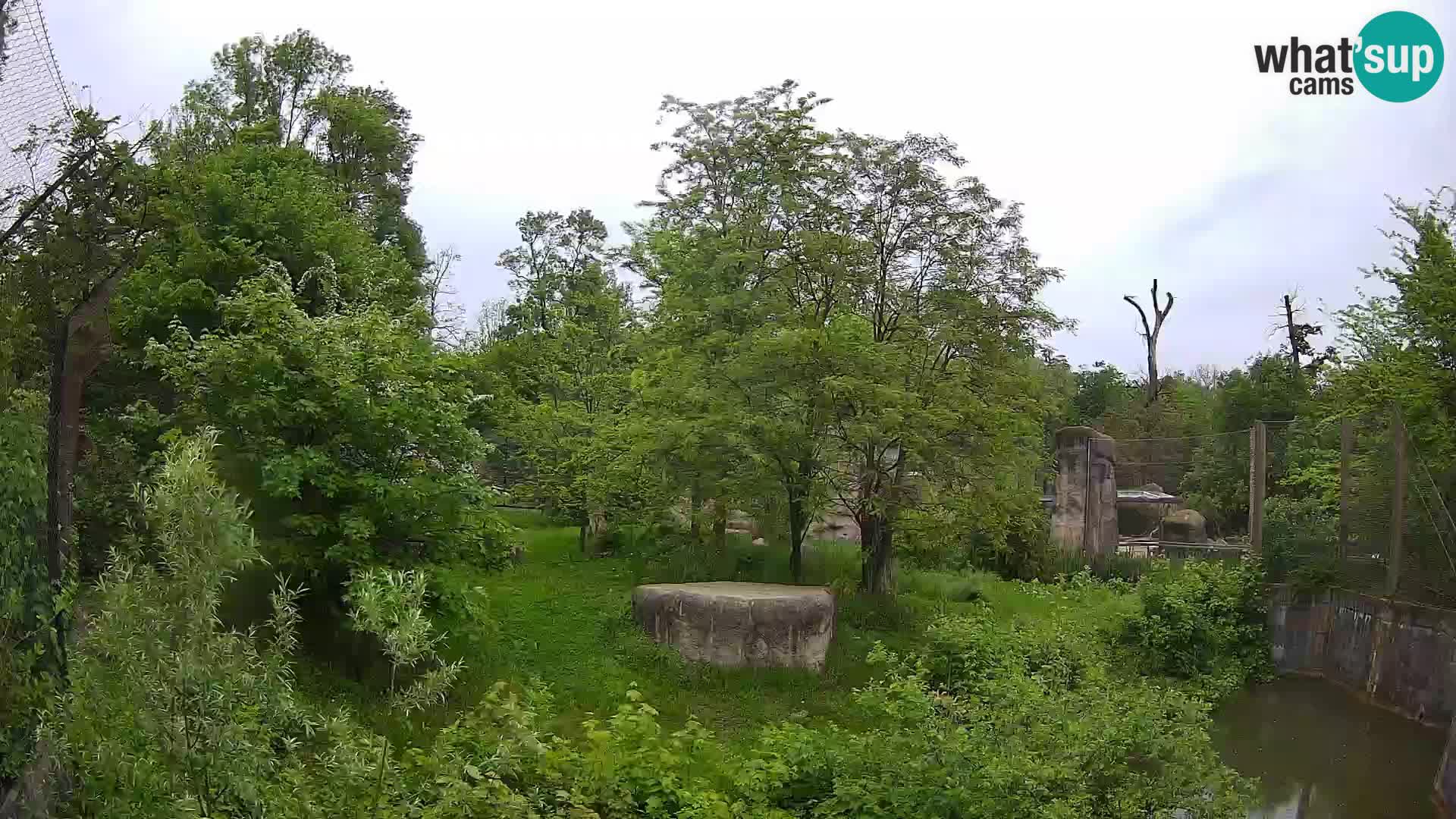 Zoo Zagreb – Löwen
