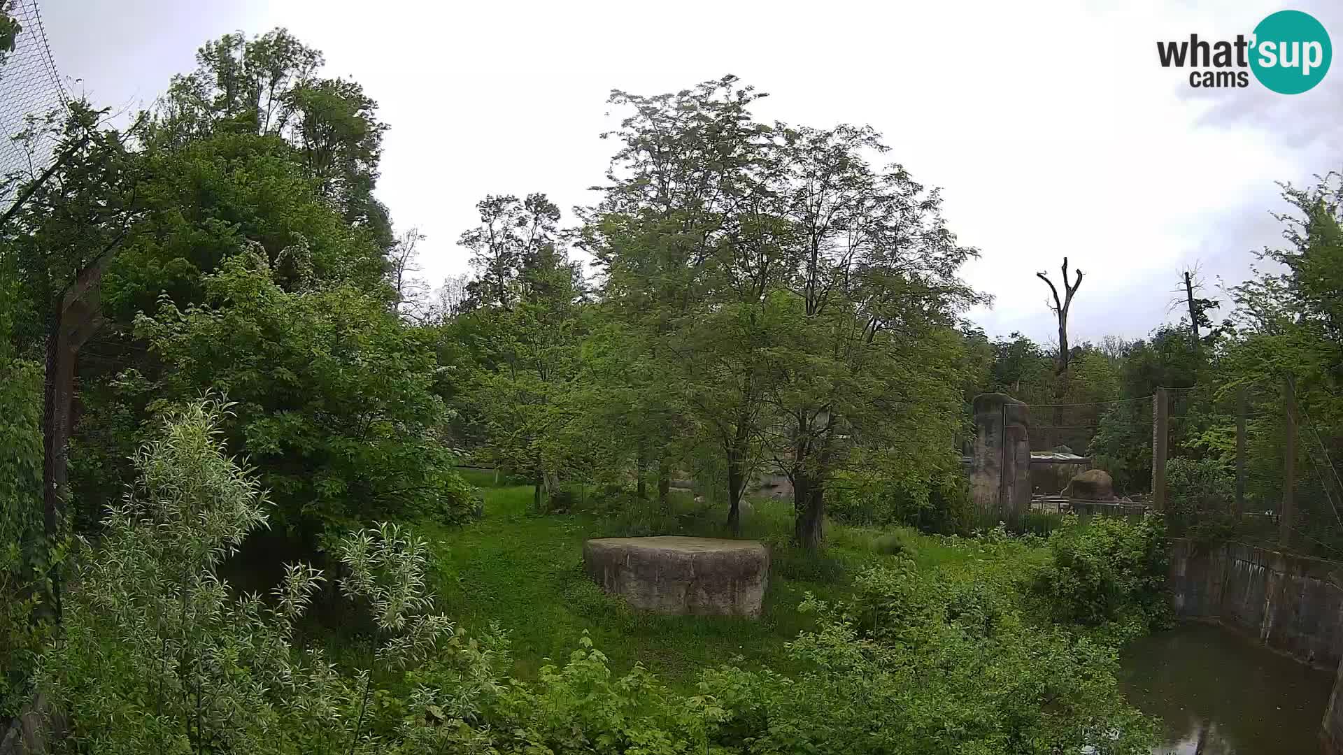 Spletna kamera Zoo Zagreb – Levi