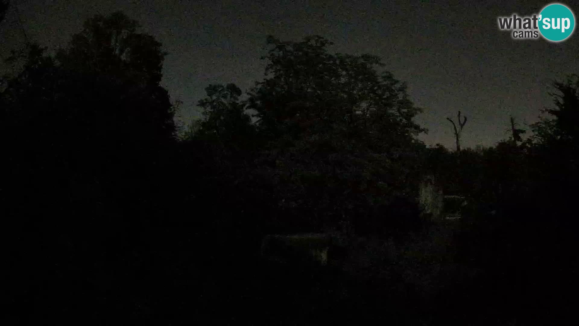 Spletna kamera Zoo Zagreb – Levi