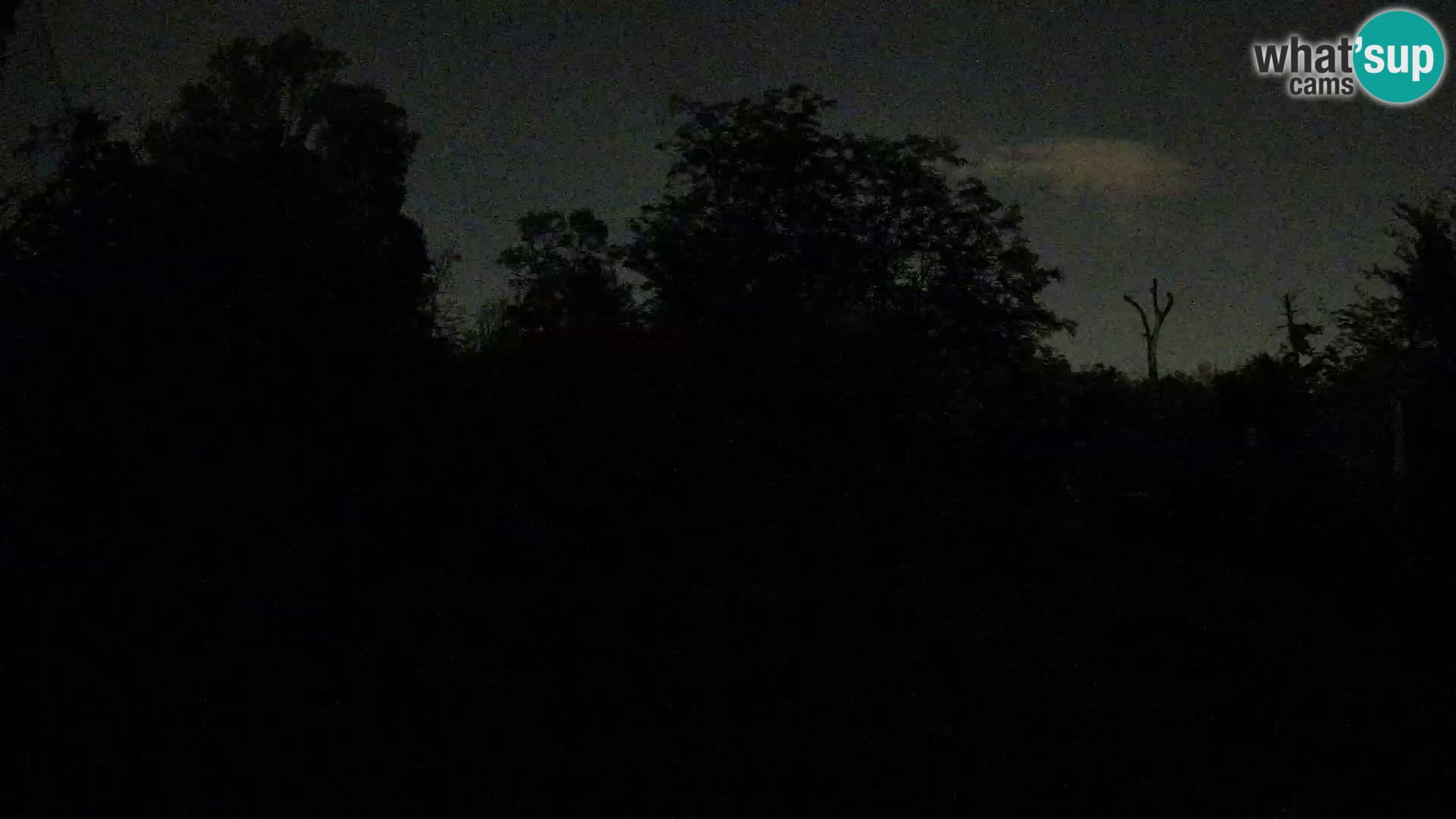 Spletna kamera Zoo Zagreb – Levi