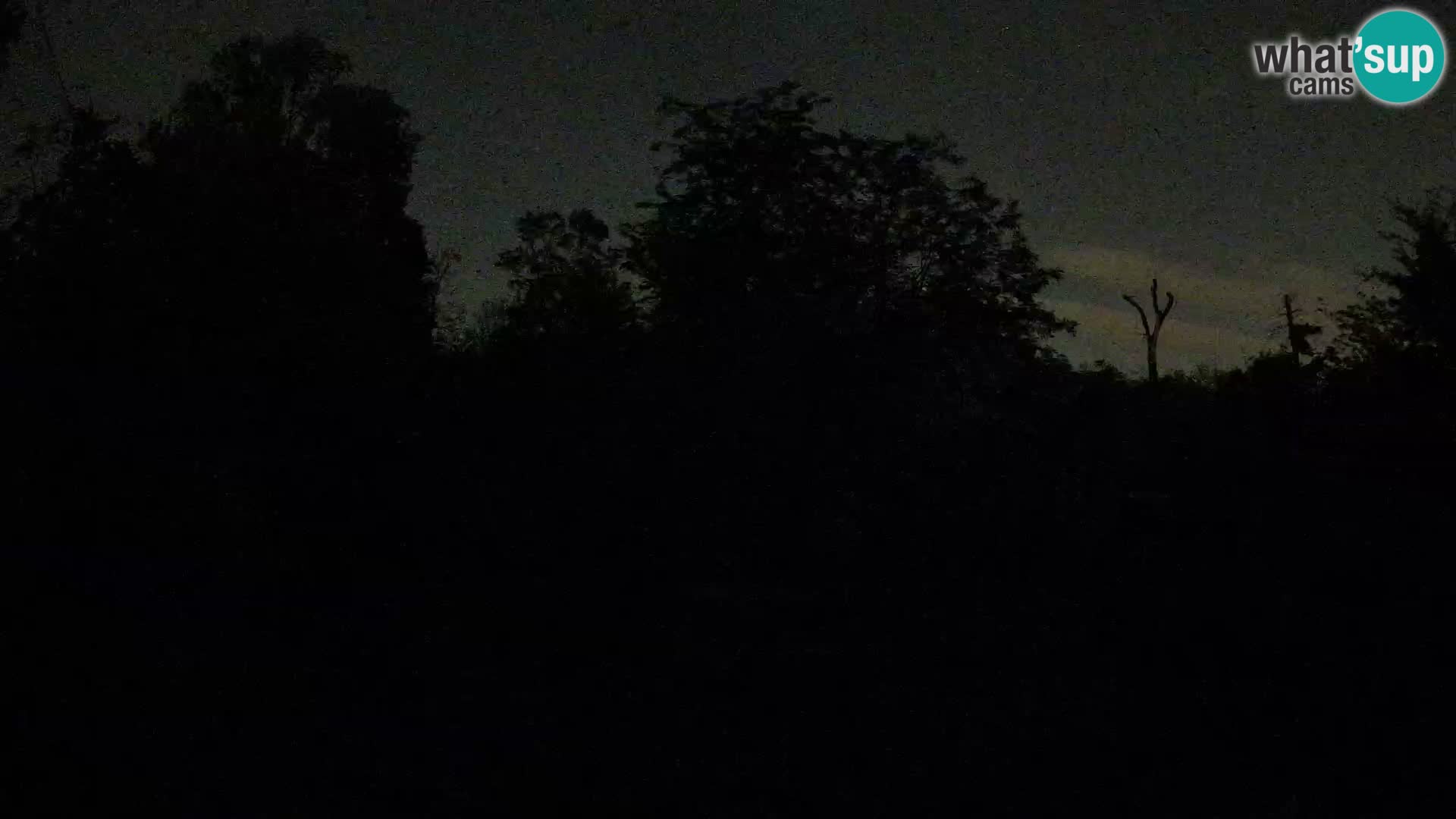 Zoo Zagreb – Lavovi