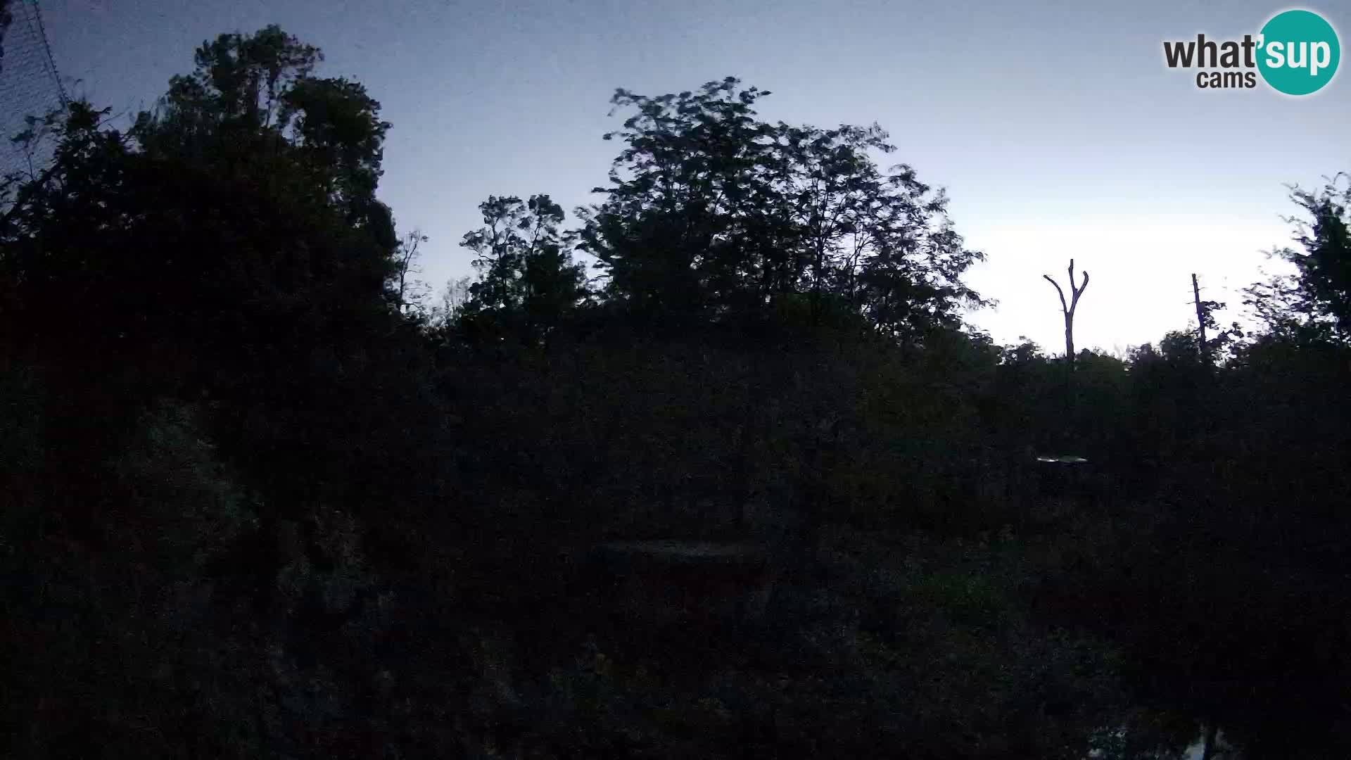 Spletna kamera Zoo Zagreb – Levi