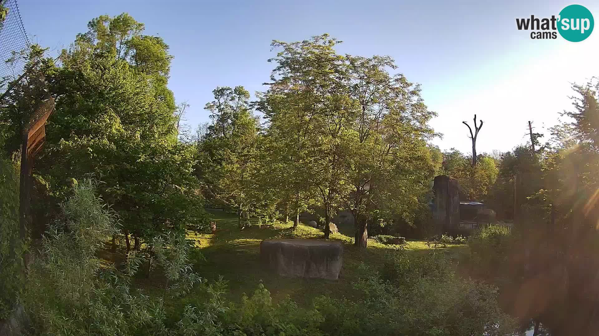 Spletna kamera Zoo Zagreb – Levi