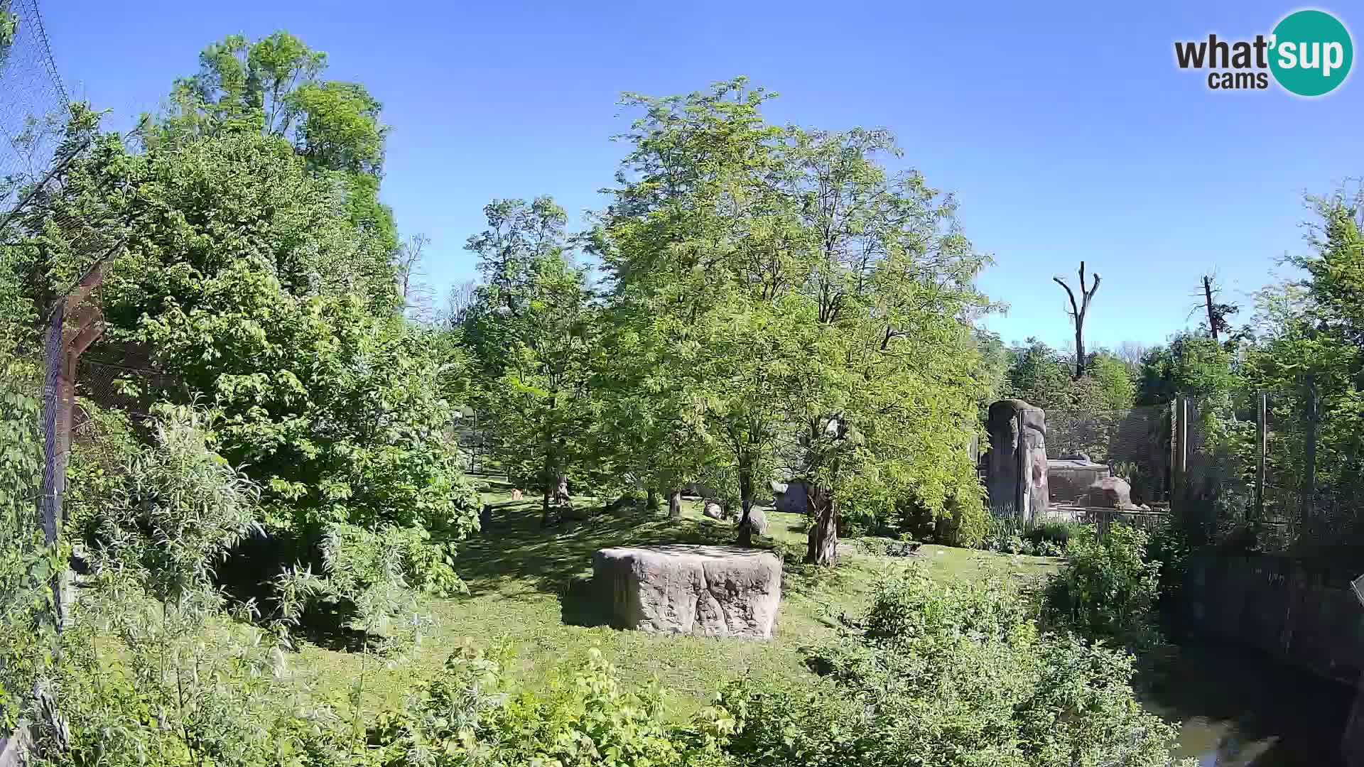 Zoo Zagreb – Löwen