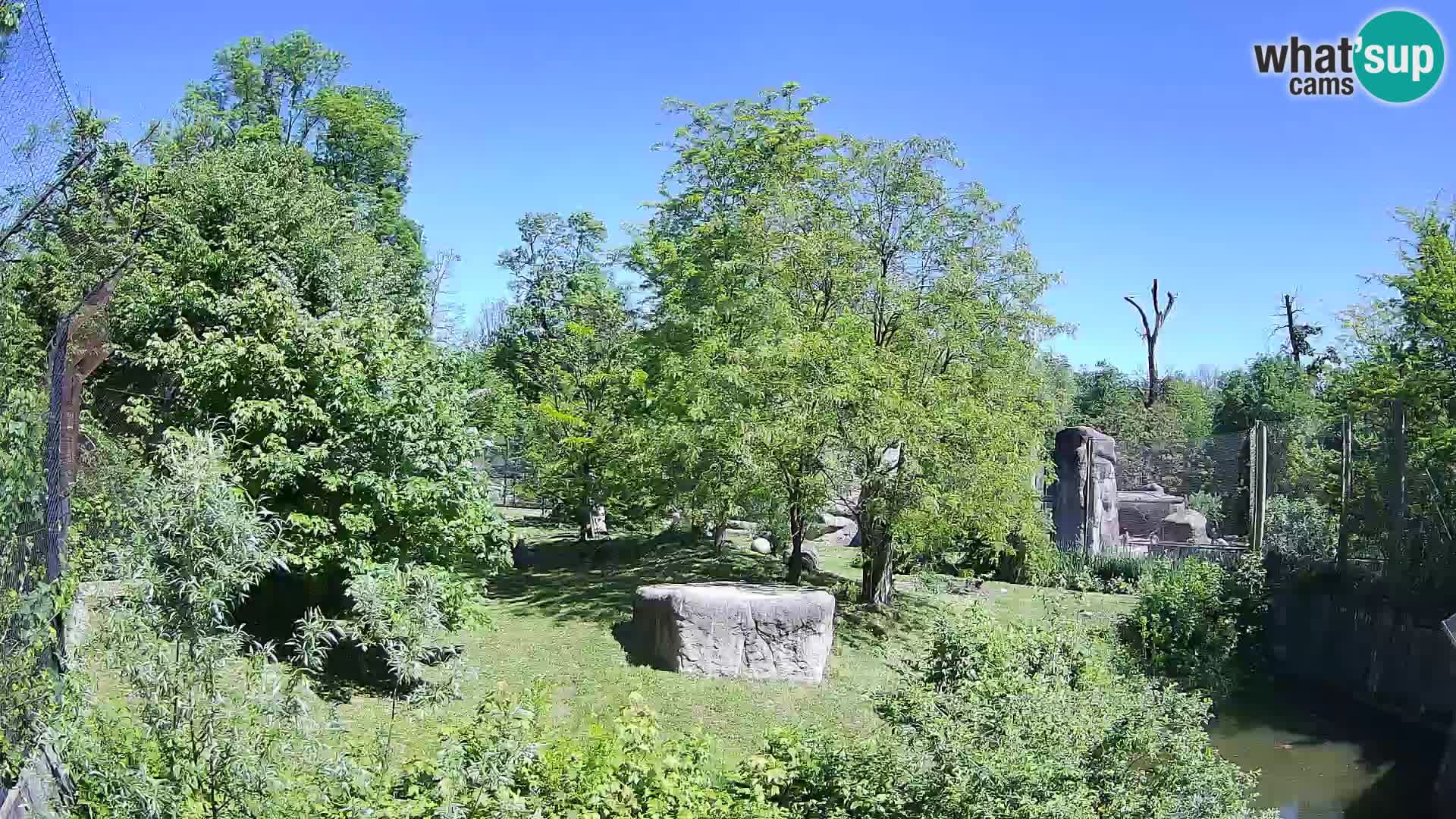 Zoo Zagreb – Lavovi