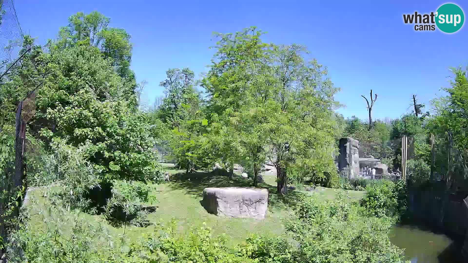 Zoo Zagreb – Lavovi