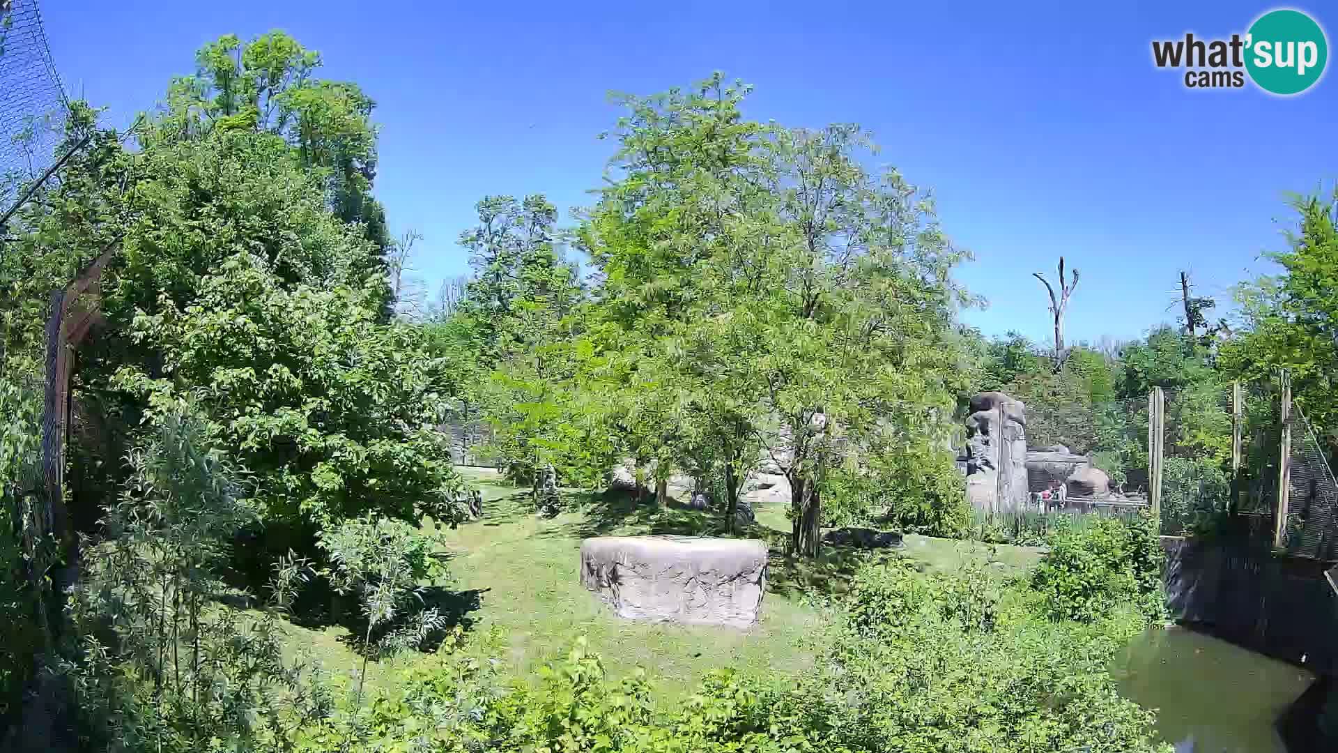 Zoo Zagreb – Lavovi