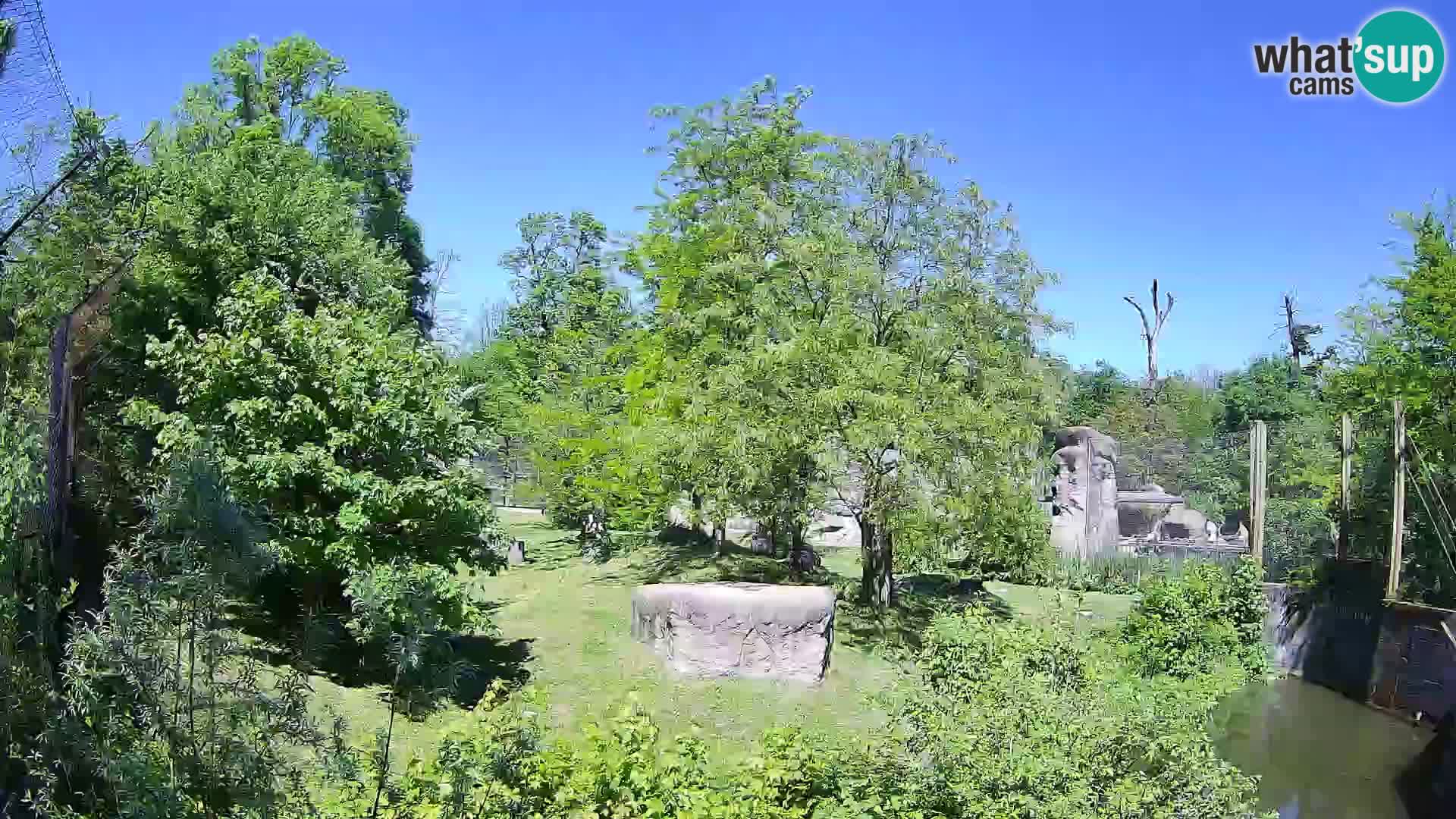 Zoo Zagreb – Leones