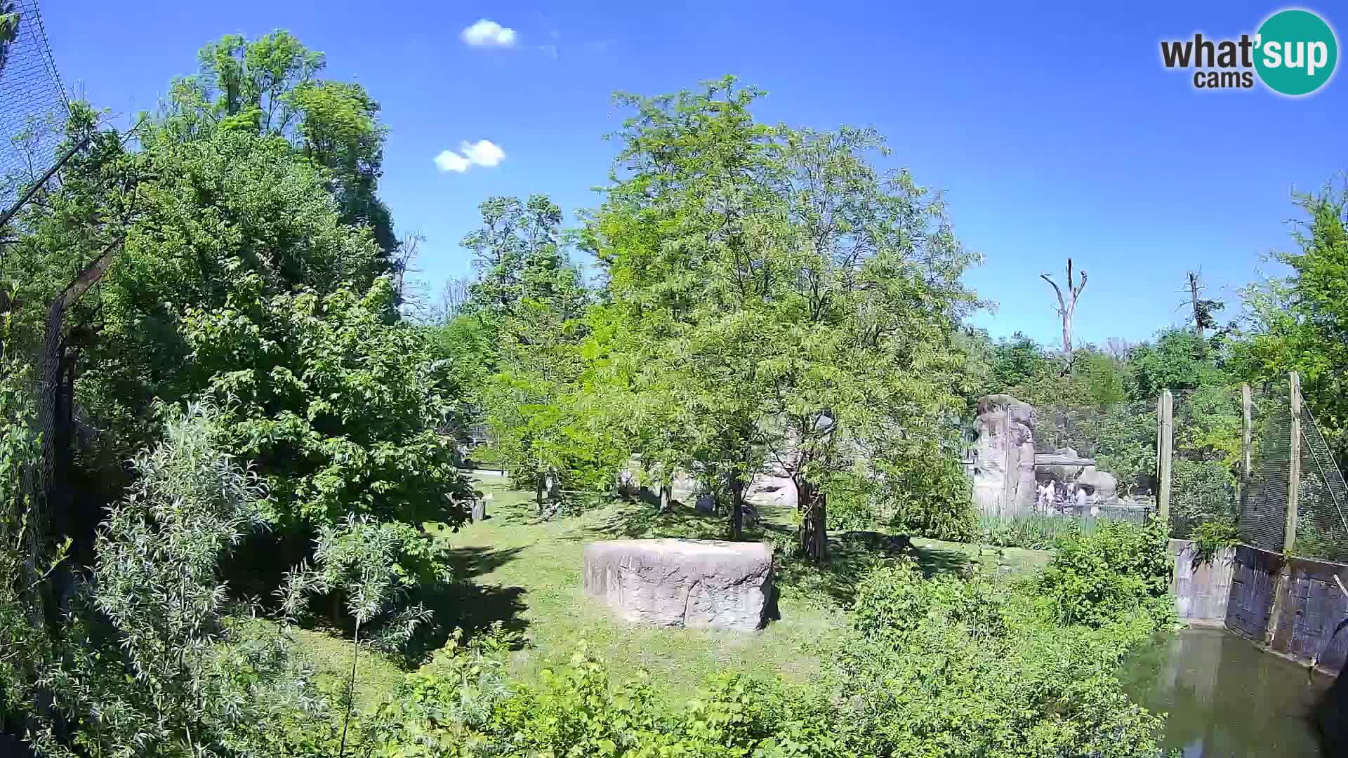 Zoo Zagreb – Löwen