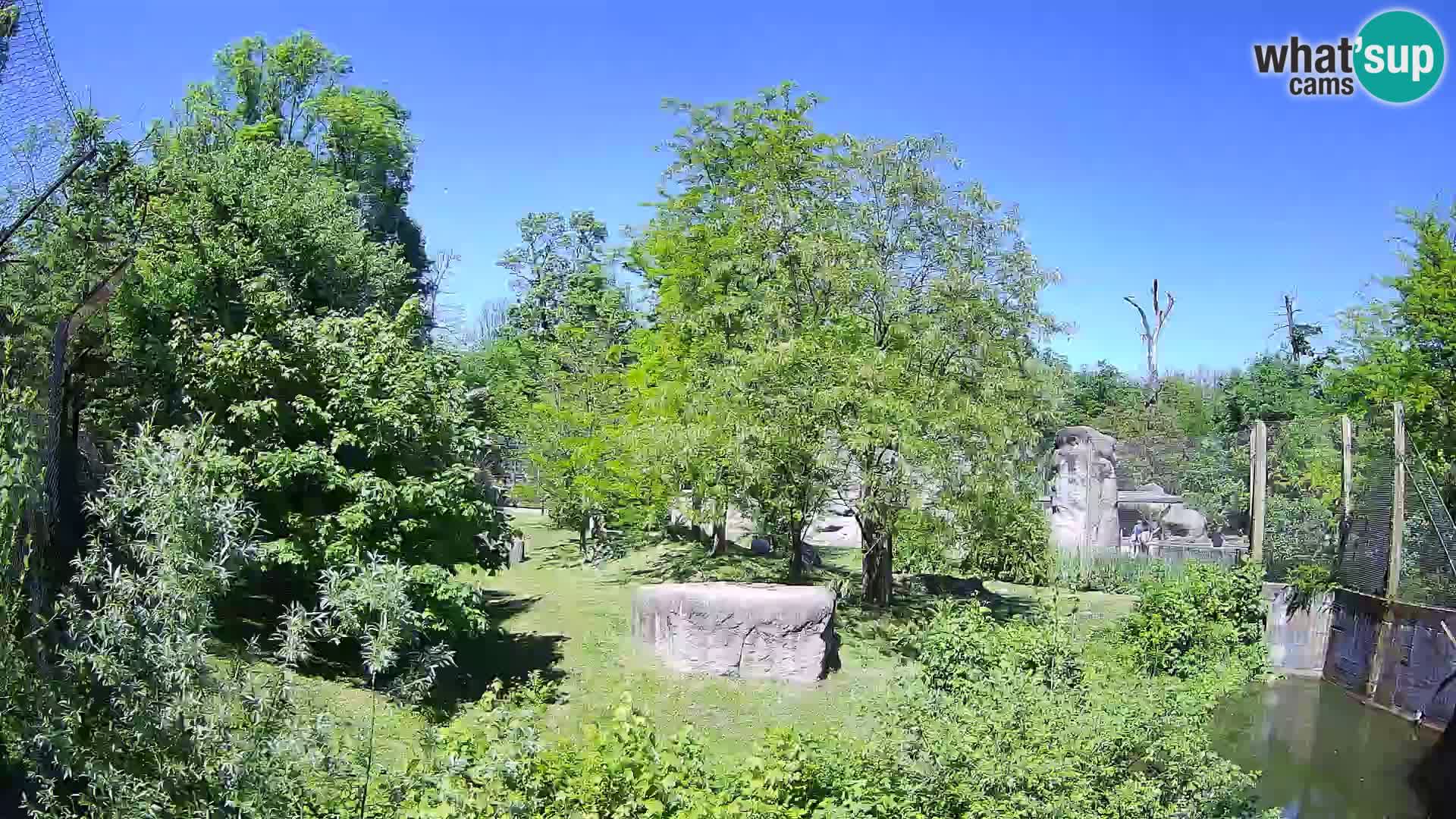 Zoo Zagreb – Lavovi