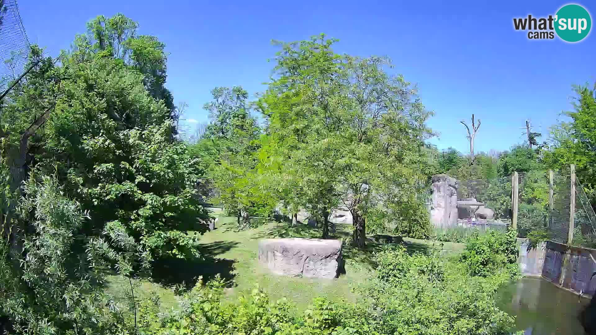 Spletna kamera Zoo Zagreb – Levi