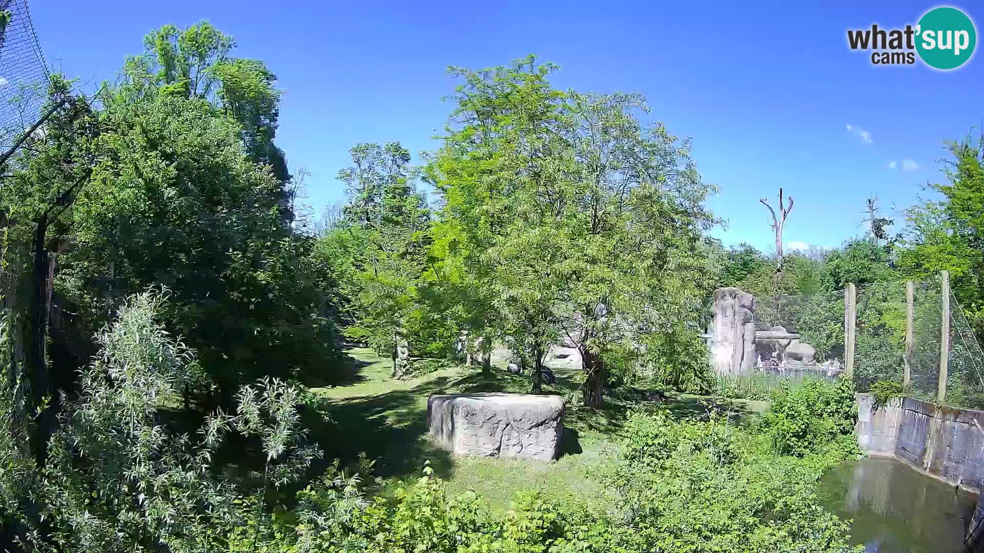 Zoo Zagreb – Lavovi