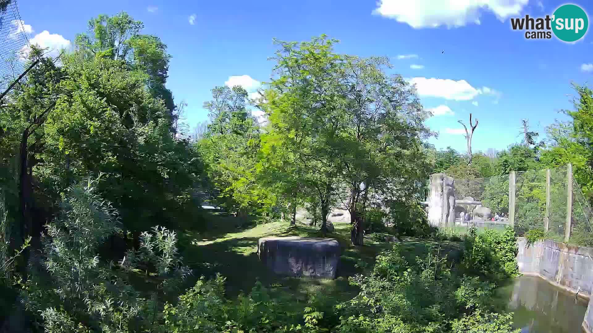 Spletna kamera Zoo Zagreb – Levi