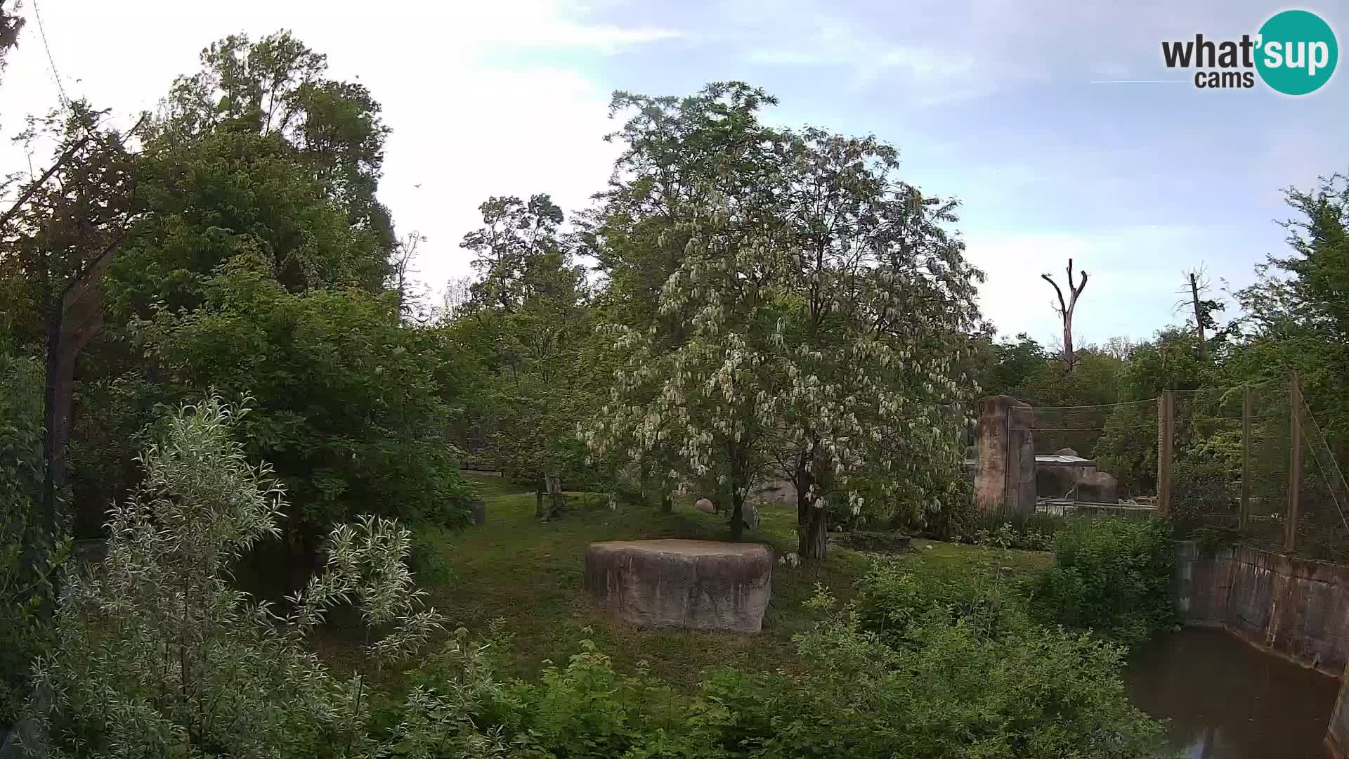 Zoo Zagreb – Lavovi
