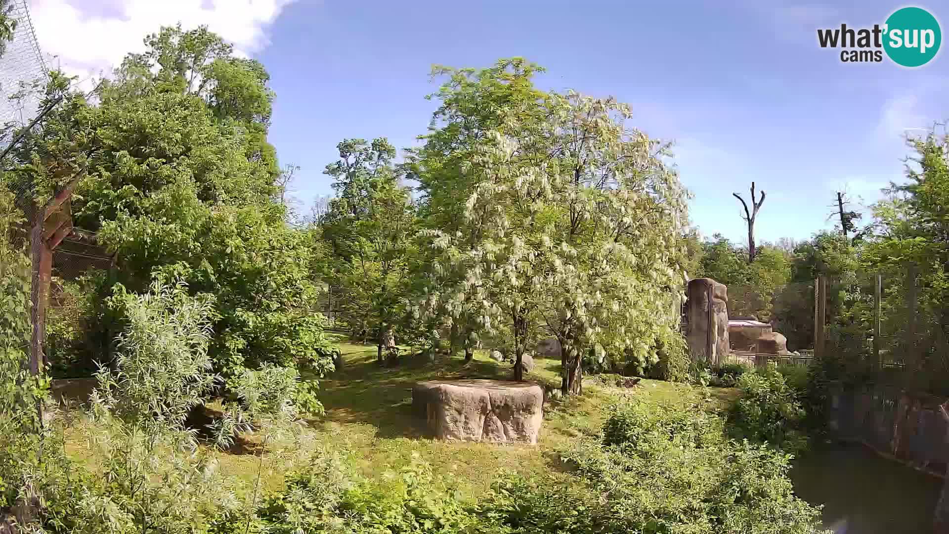 Zoo Zagreb – Leoni