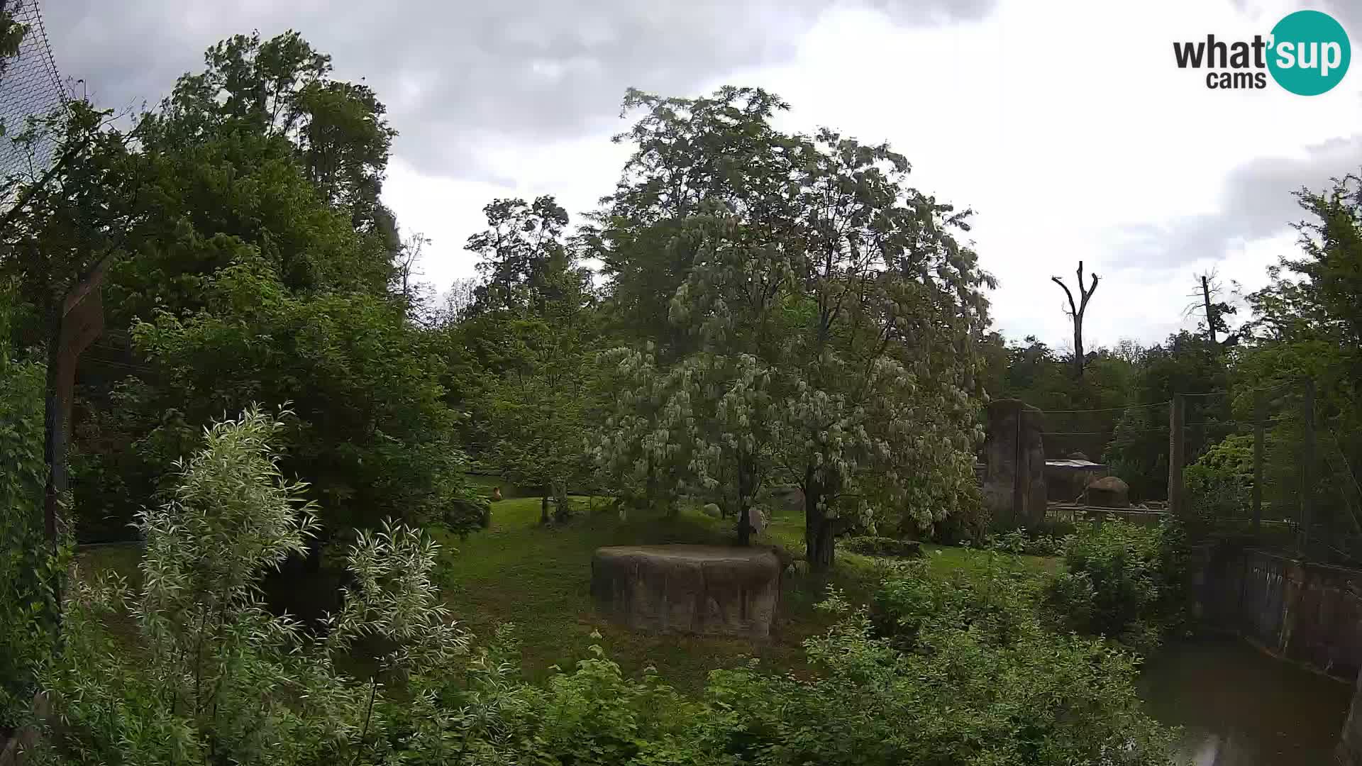 Spletna kamera Zoo Zagreb – Levi