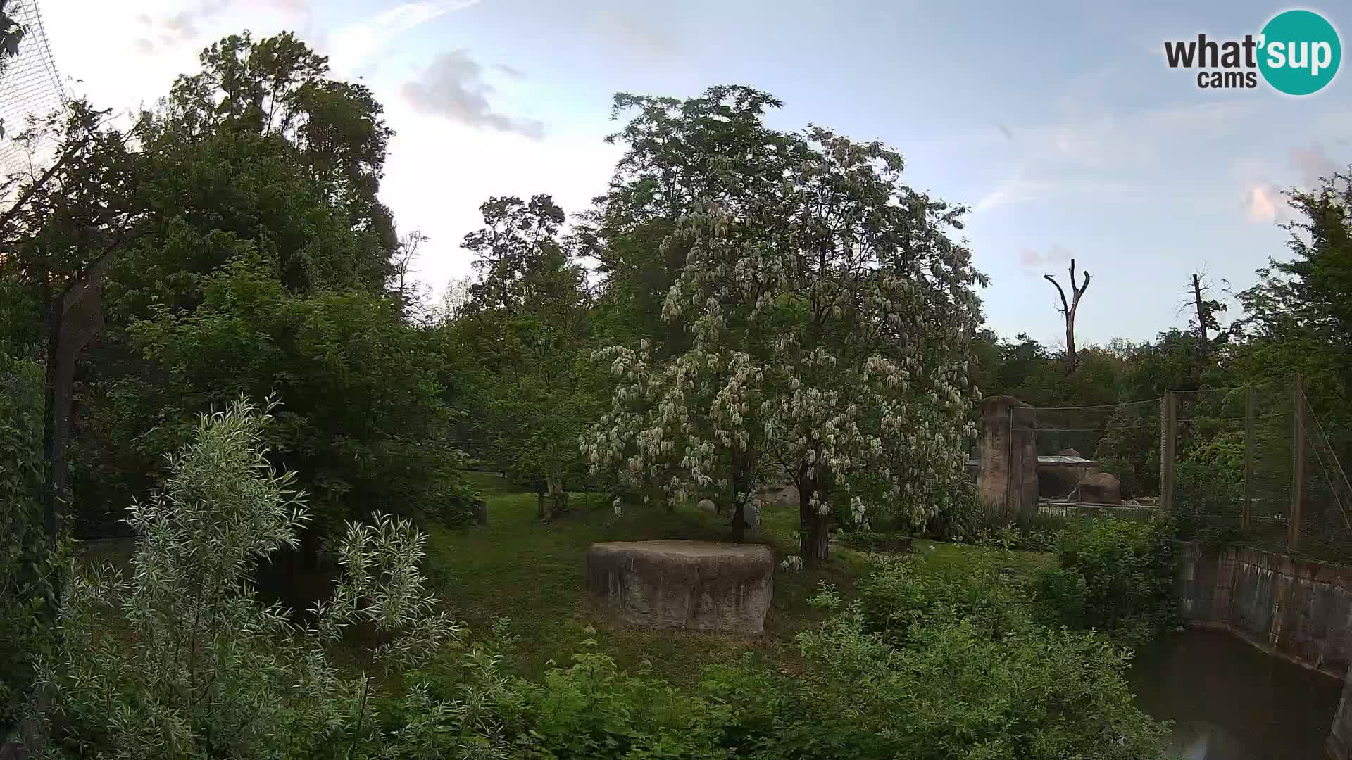 Spletna kamera Zoo Zagreb – Levi
