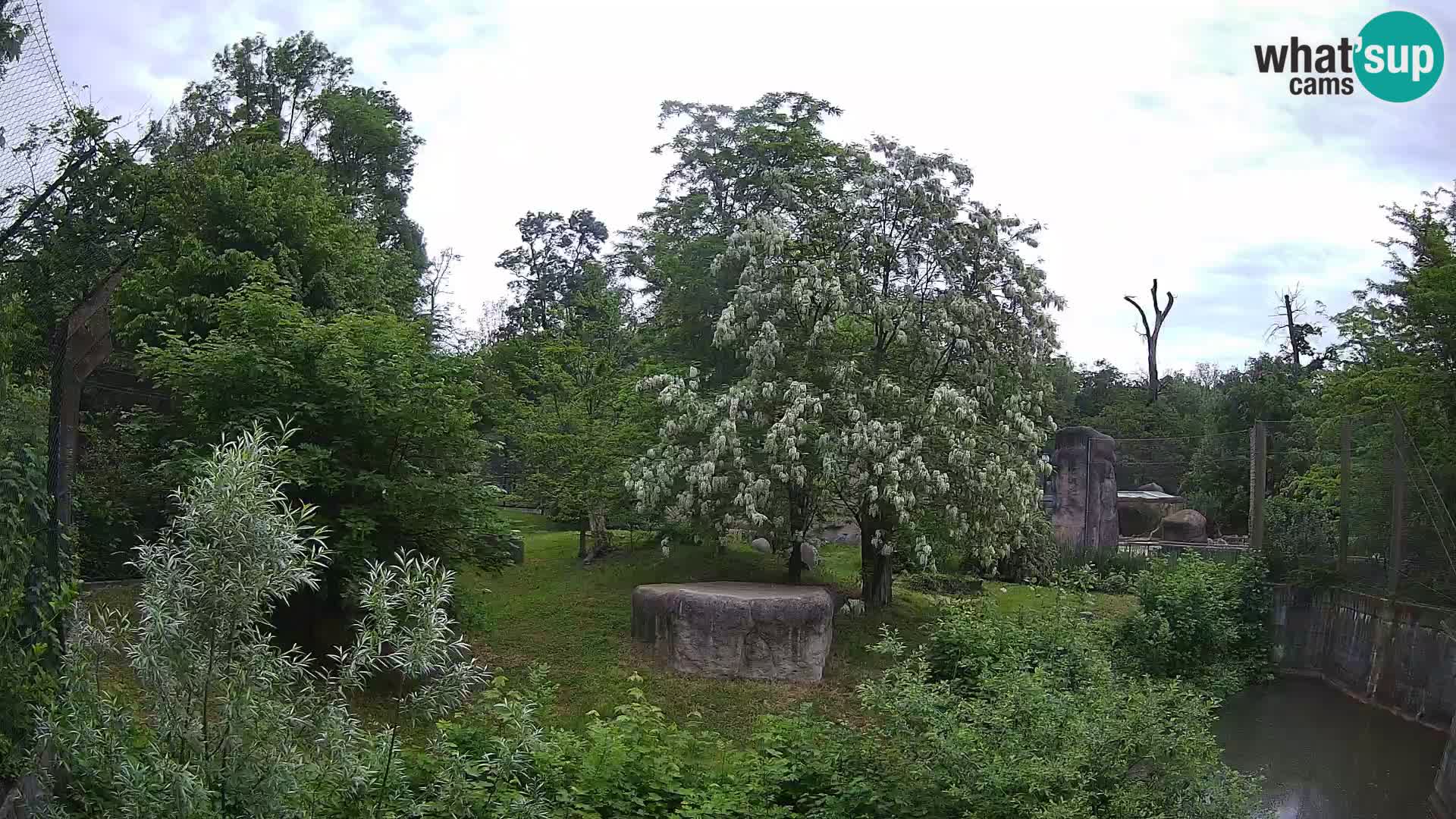Zoo Zagreb – Leoni