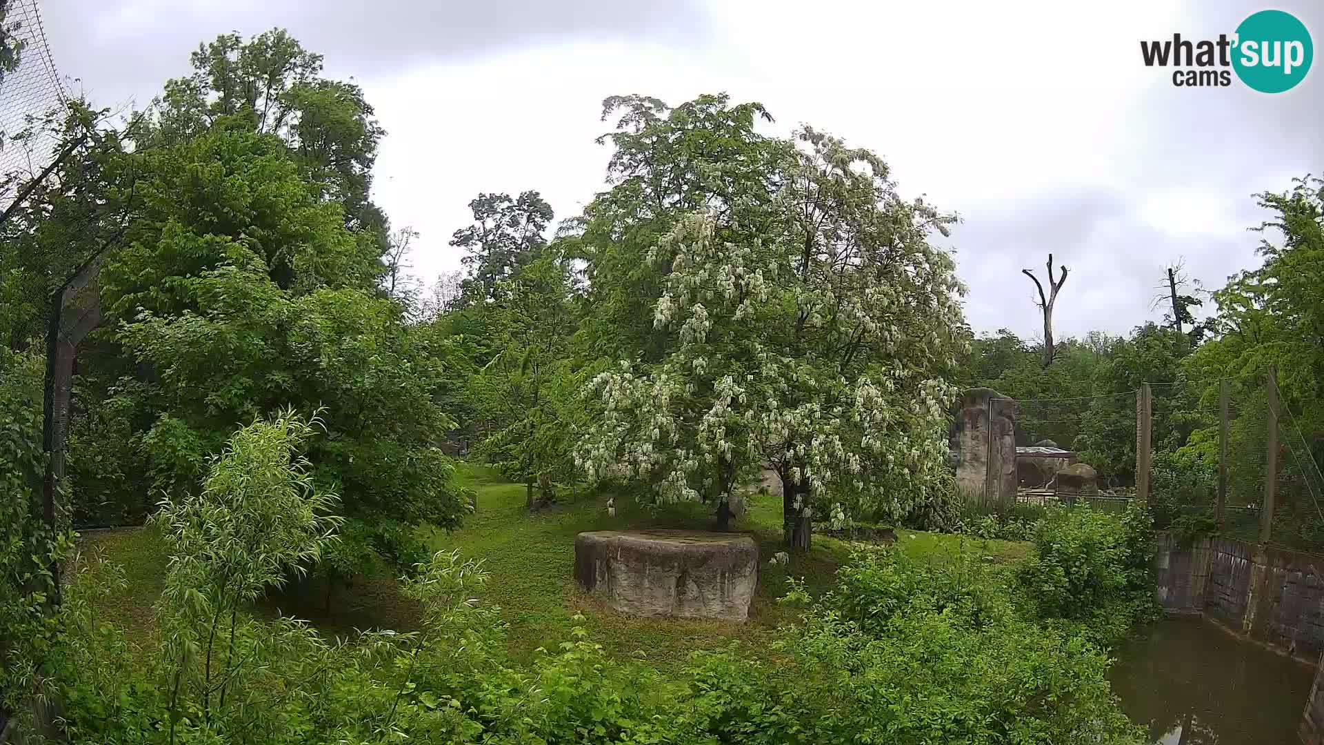 Zoo Zagreb – Löwen
